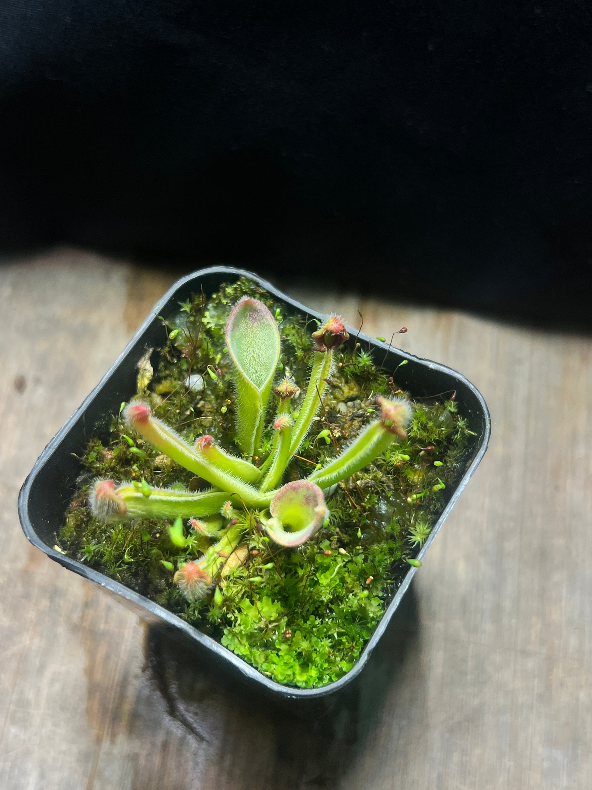 Heliamphora exappendiculata (Apacapa) “Ewok” - Cloud Forest Flora