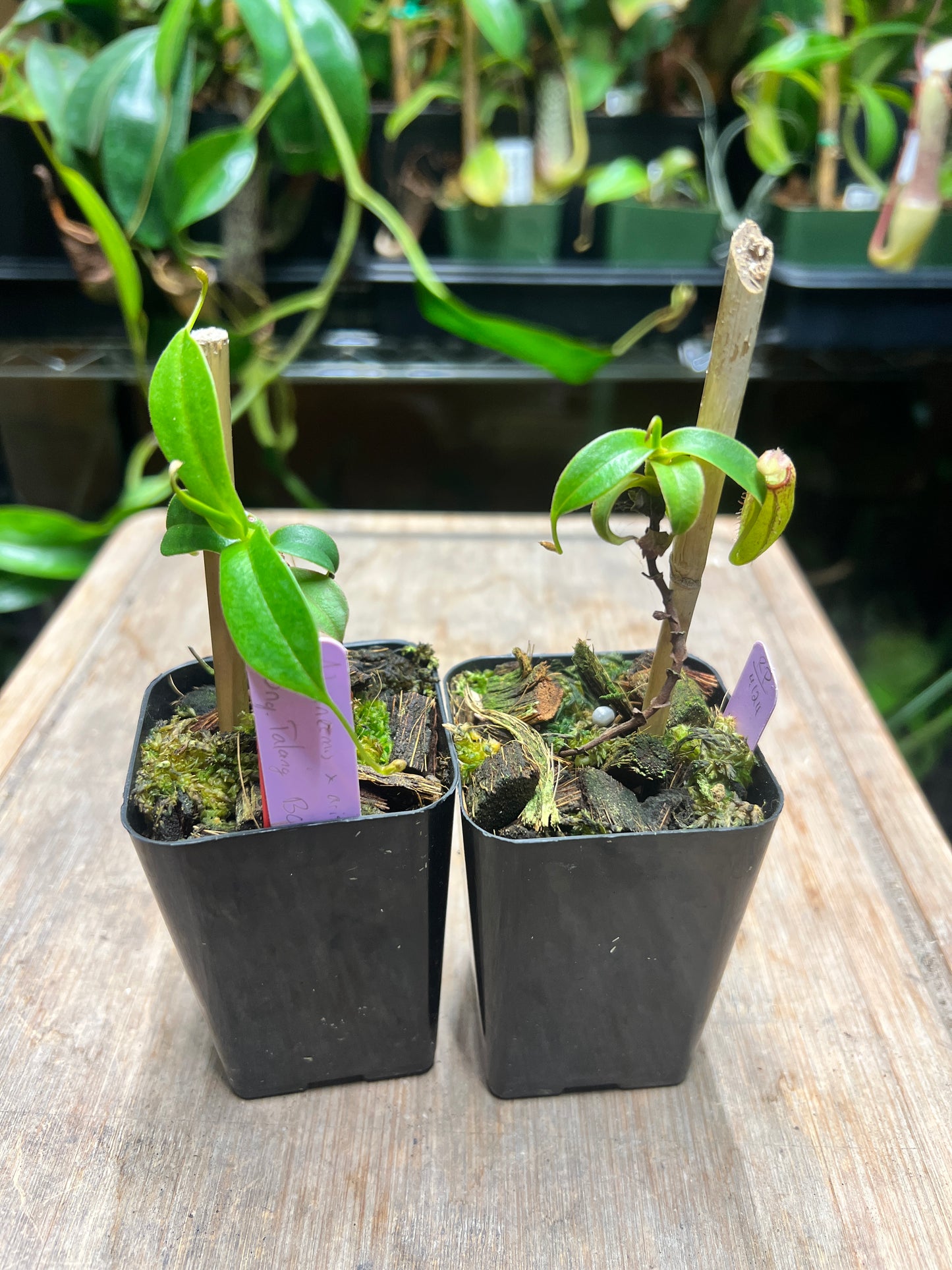 Nepenthes inermis x aristolochioides (Gng. Talang) BCP-N387 - Cloud Forest Flora
