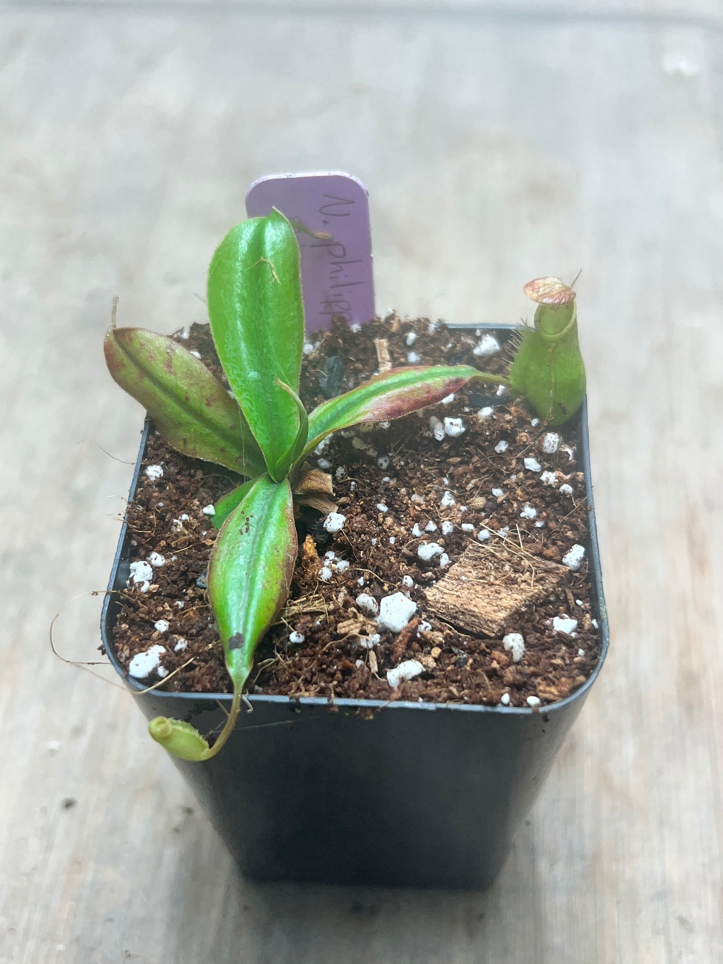 Nepenthes philippinensis BCP-N1071 - Cloud Forest Flora