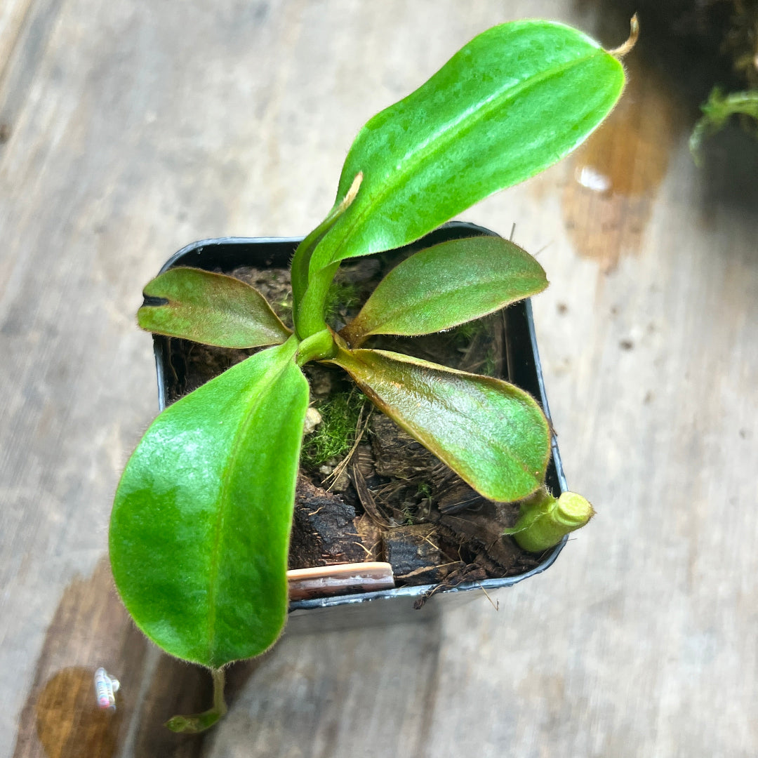 Nepenthes glandulifera x leonardoi - Cloud Forest Flora