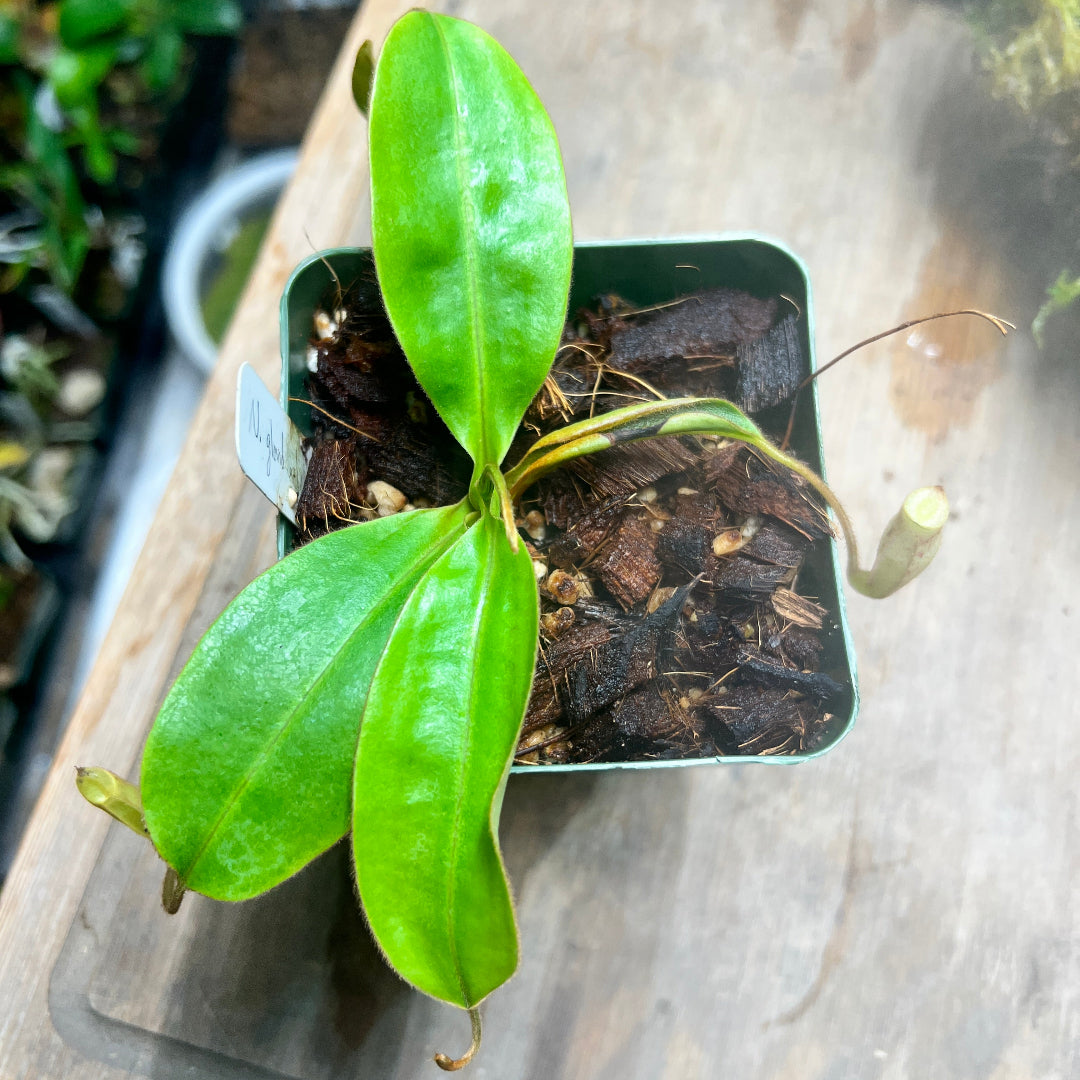 Nepenthes glandulifera x leonardoi - Cloud Forest Flora