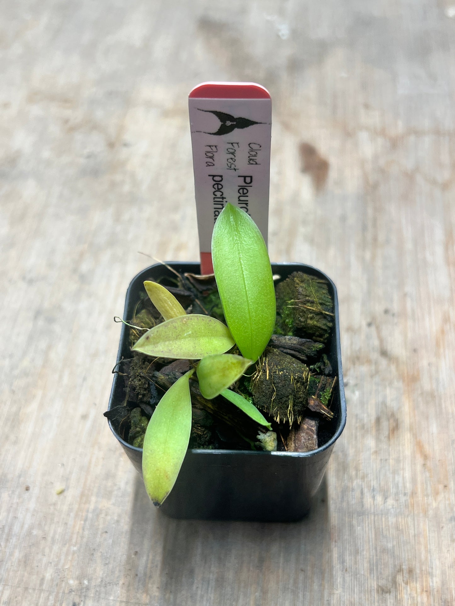 Pleurothallis pectinata - Cloud Forest Flora