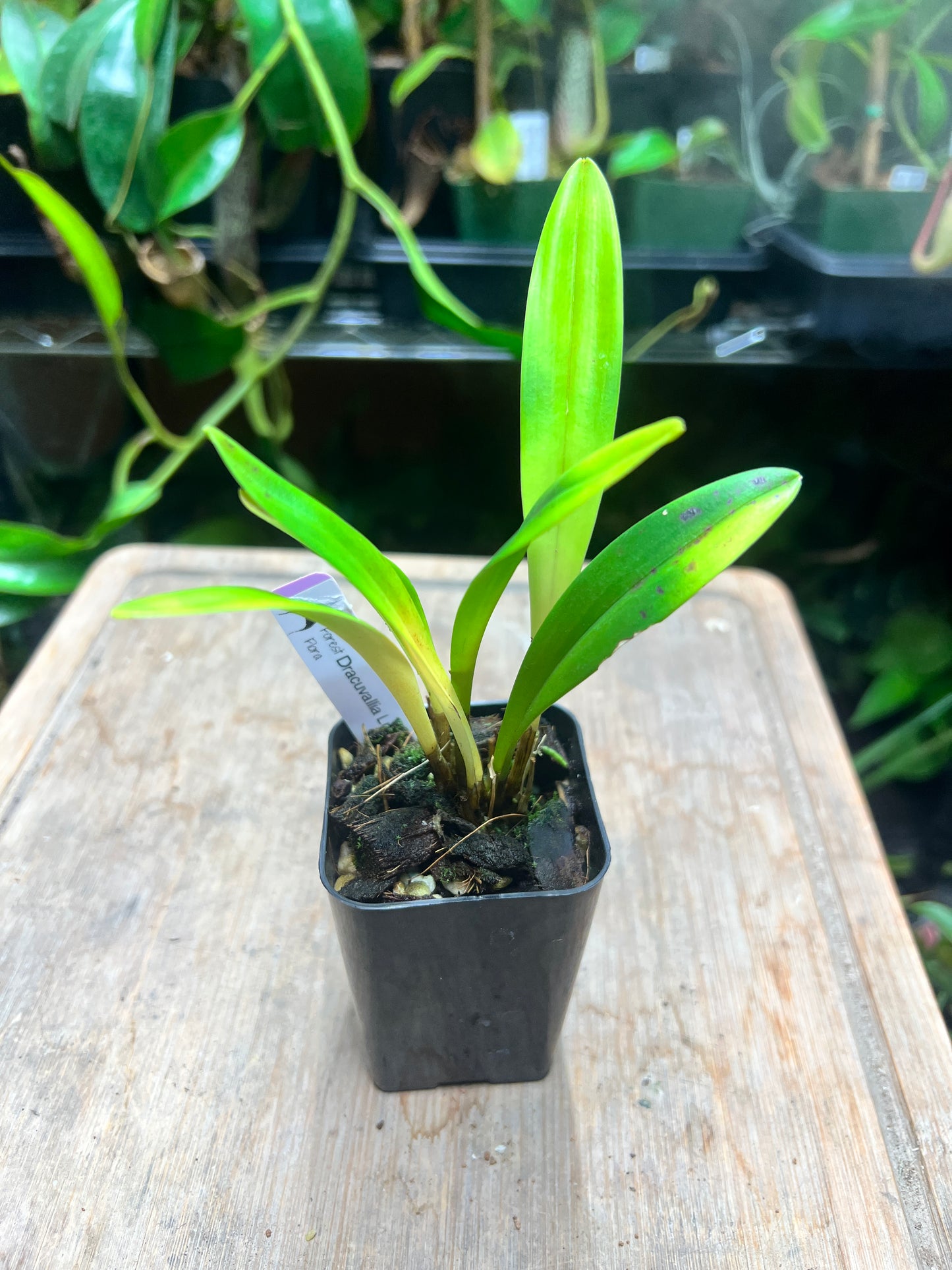Dracuvallia Lucifer - Cloud Forest Flora