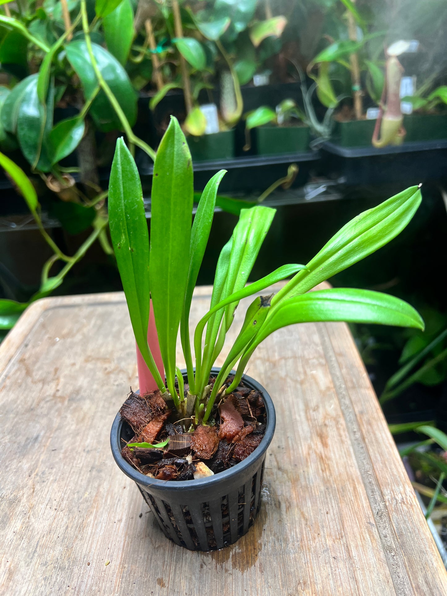 Dracula roezlii - Cloud Forest Flora