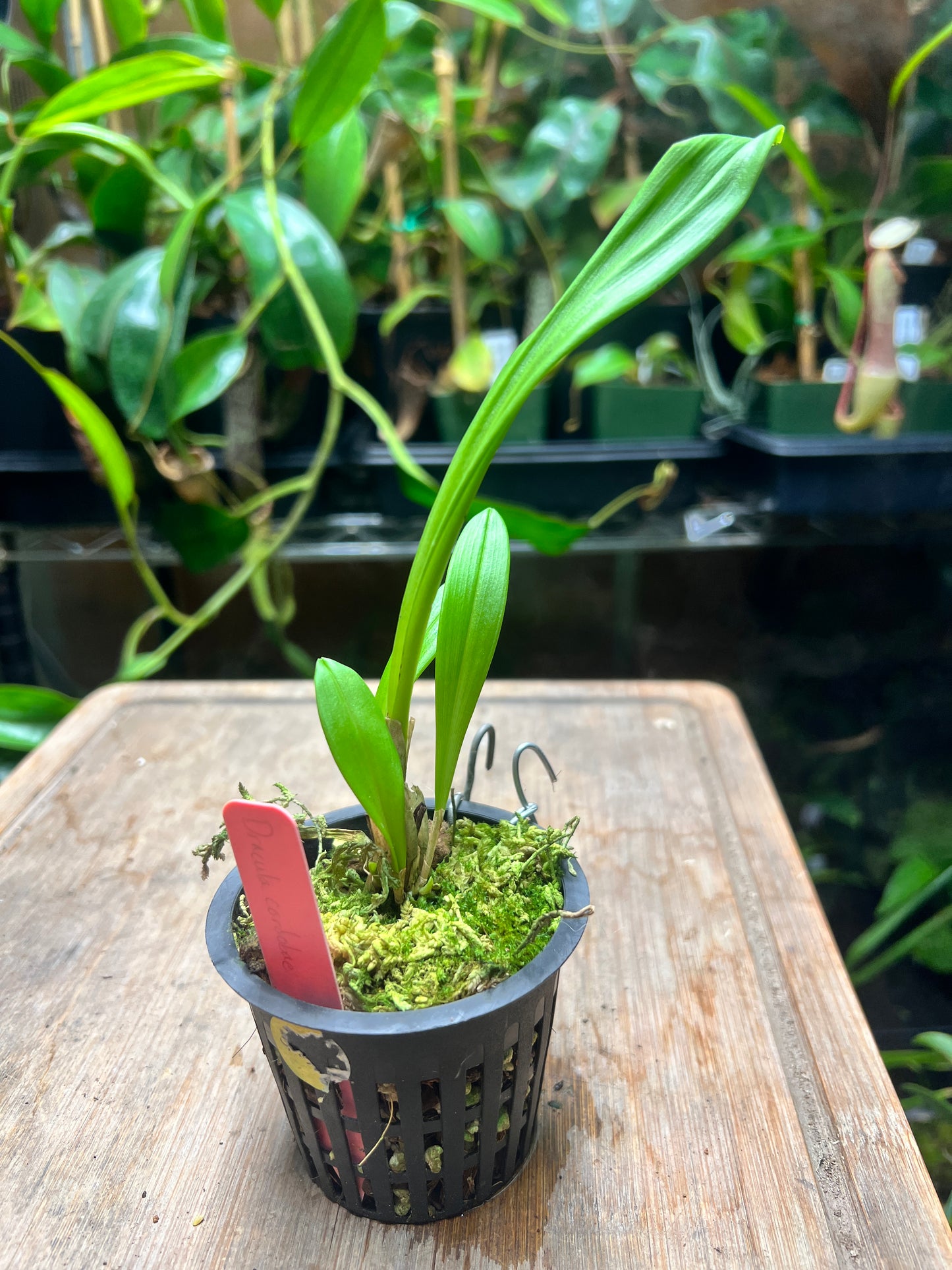 Dracula cordobae - Cloud Forest Flora