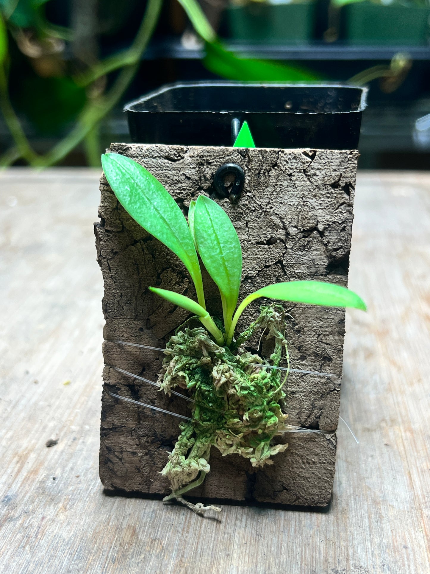 Masdevallia exquisita - Cloud Forest Flora