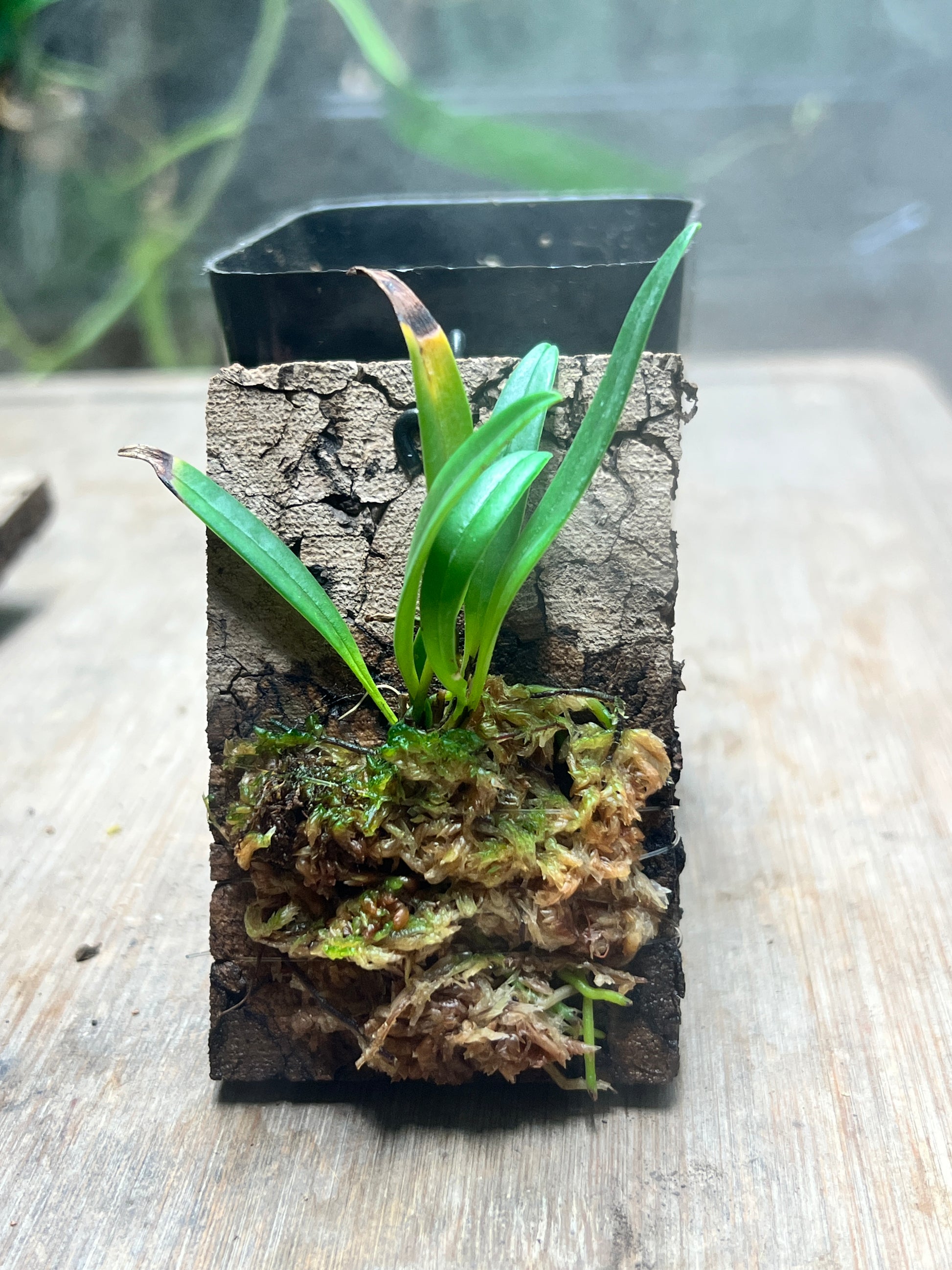 Masdevallia roseola - Cloud Forest Flora