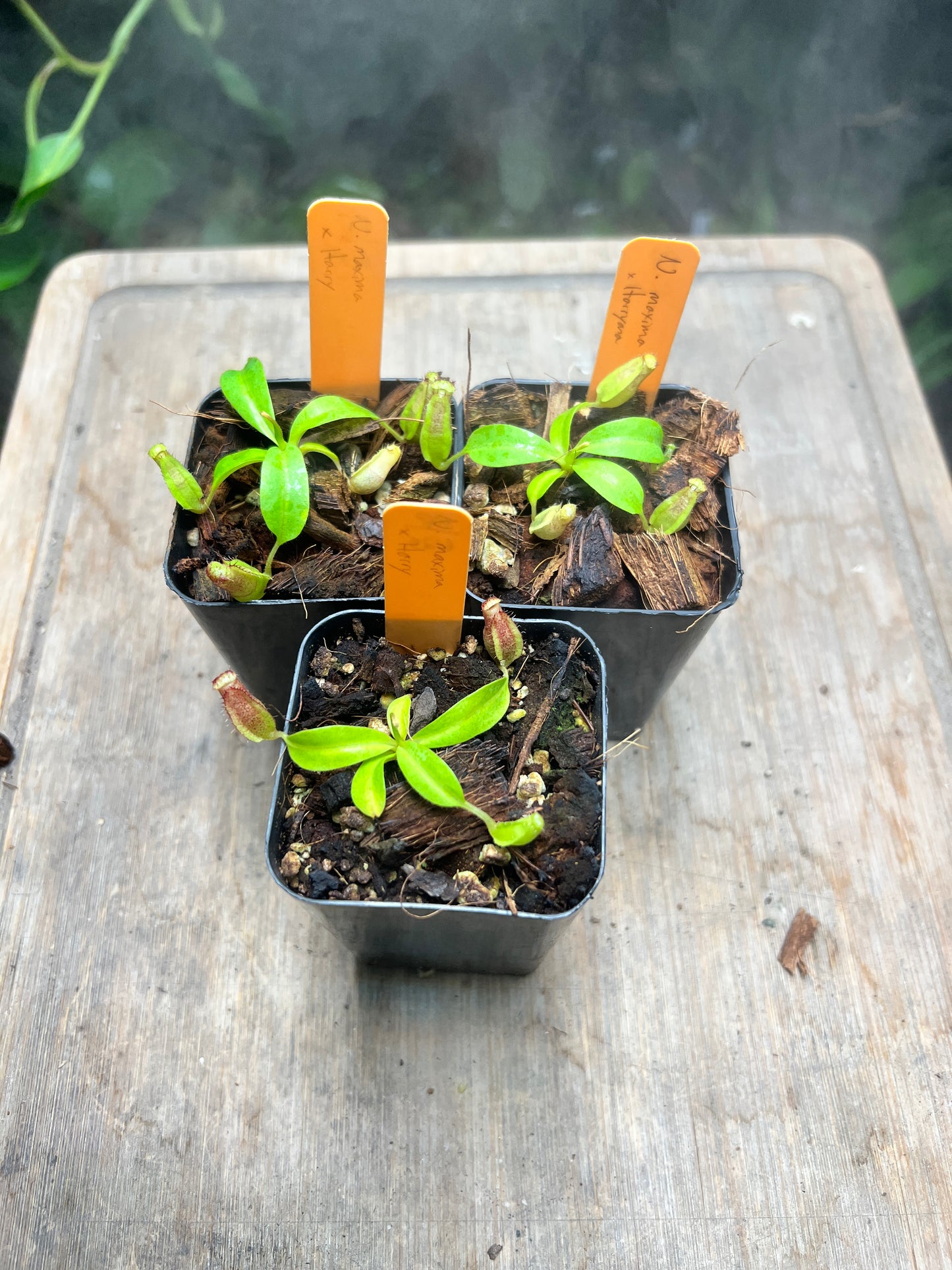 Nepenthes maxima x ×harryana - Cloud Forest Flora