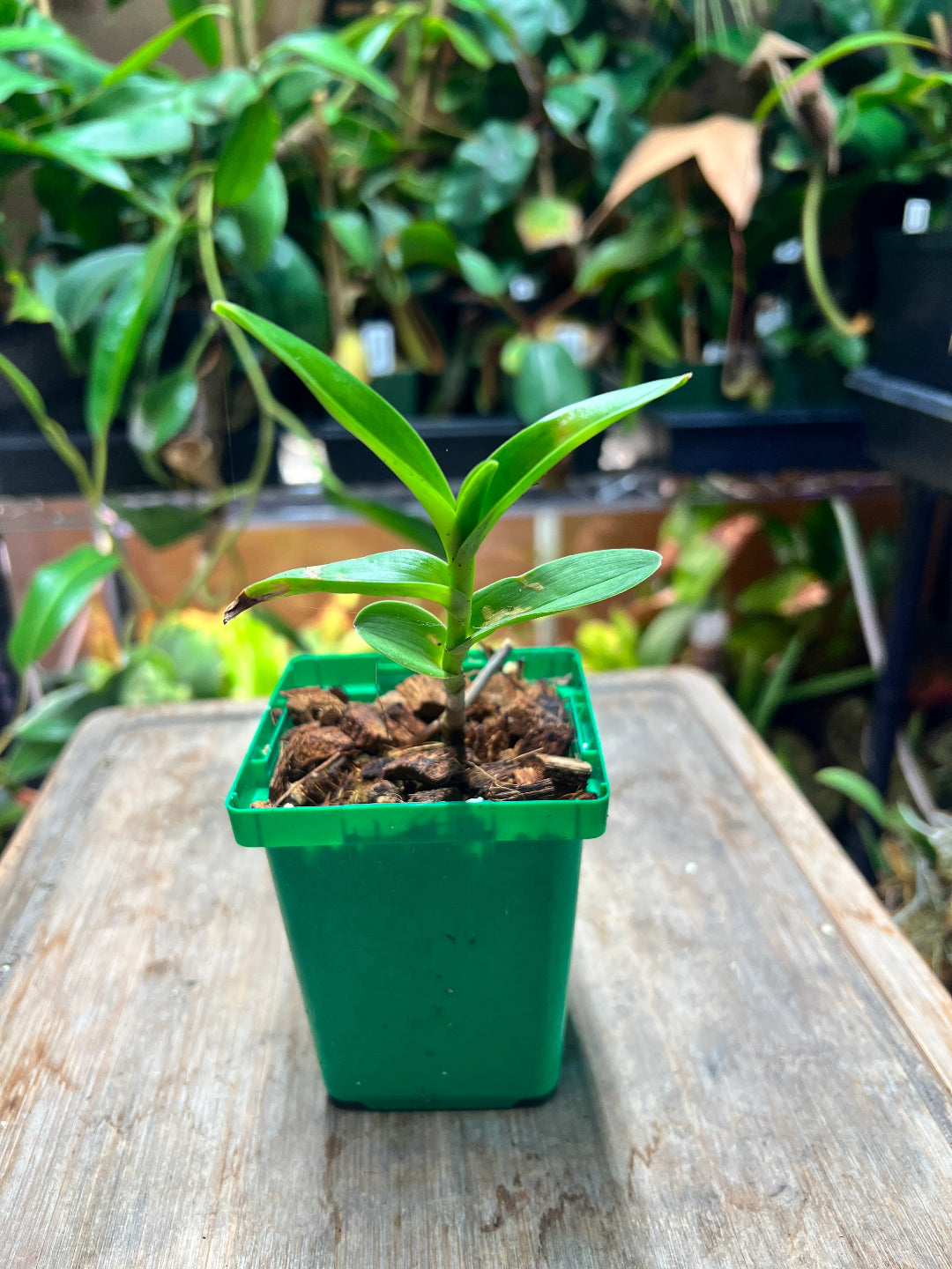 Epidendrum “Yellow” - Cloud Forest Flora