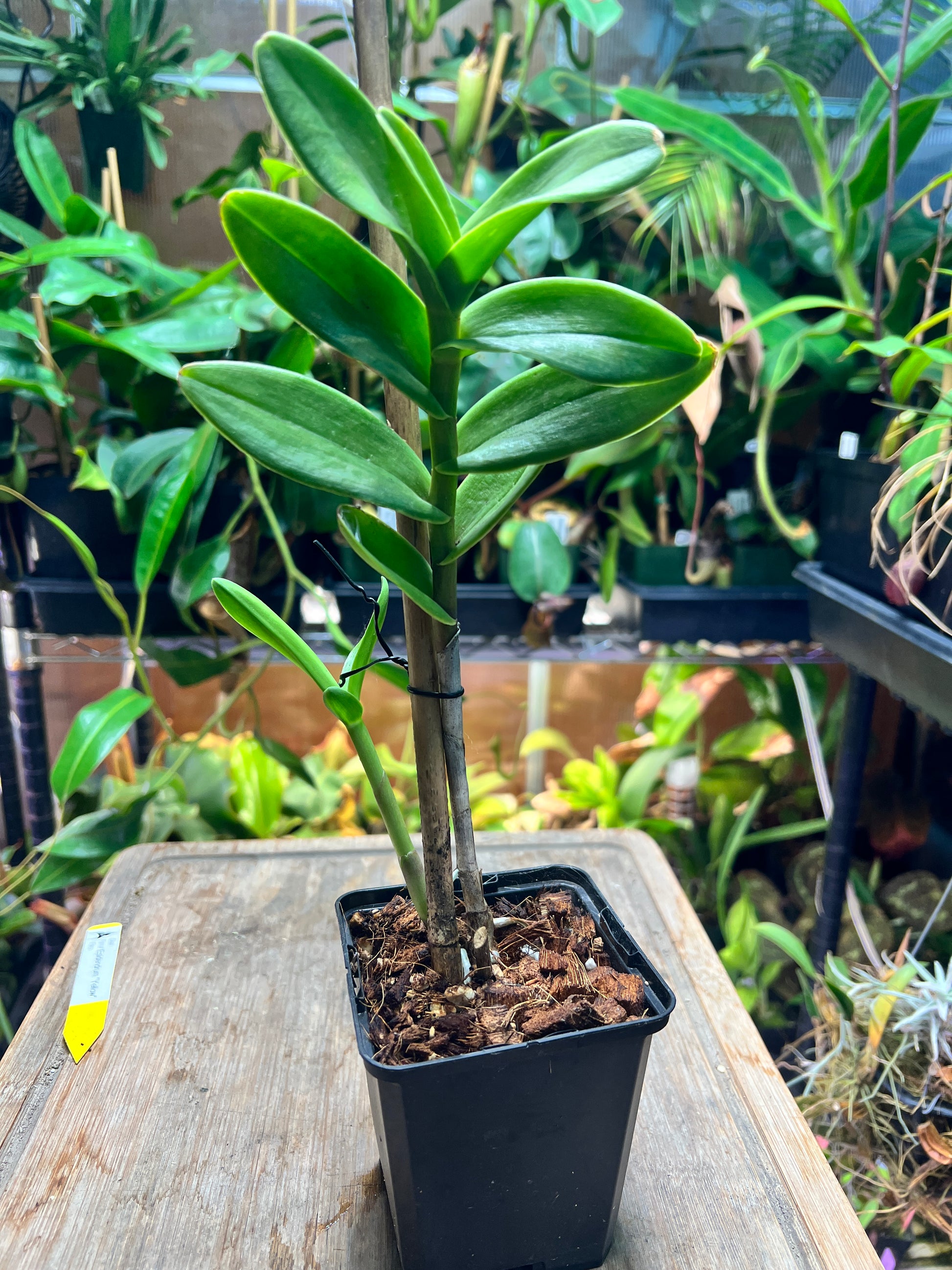 Epidendrum “Yellow” - Cloud Forest Flora