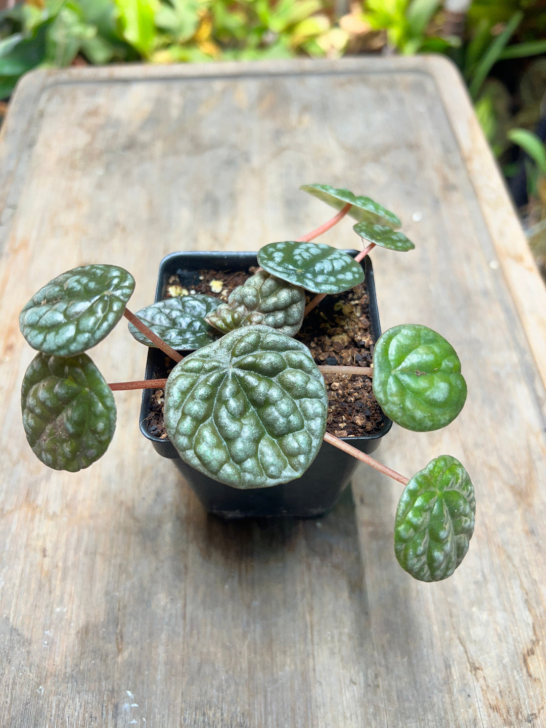 Peperomia caperata 'Greyhound'