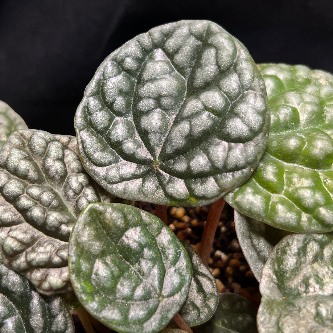 Peperomia caperata 'Greyhound'