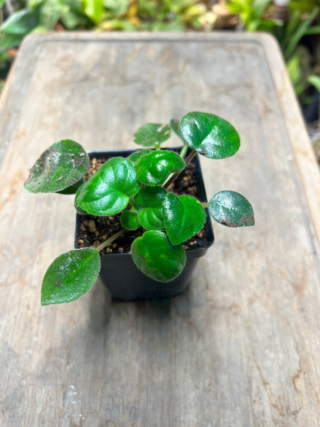 Deinostigma tamiana