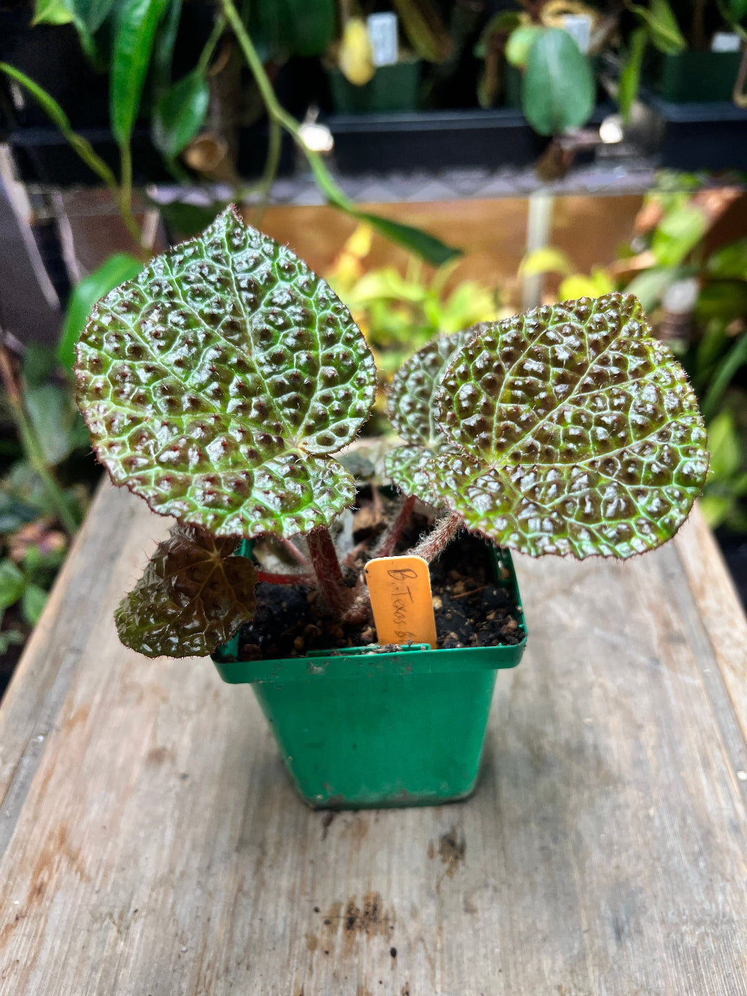 Begonia 'Steve's Leaves Texas Shield'