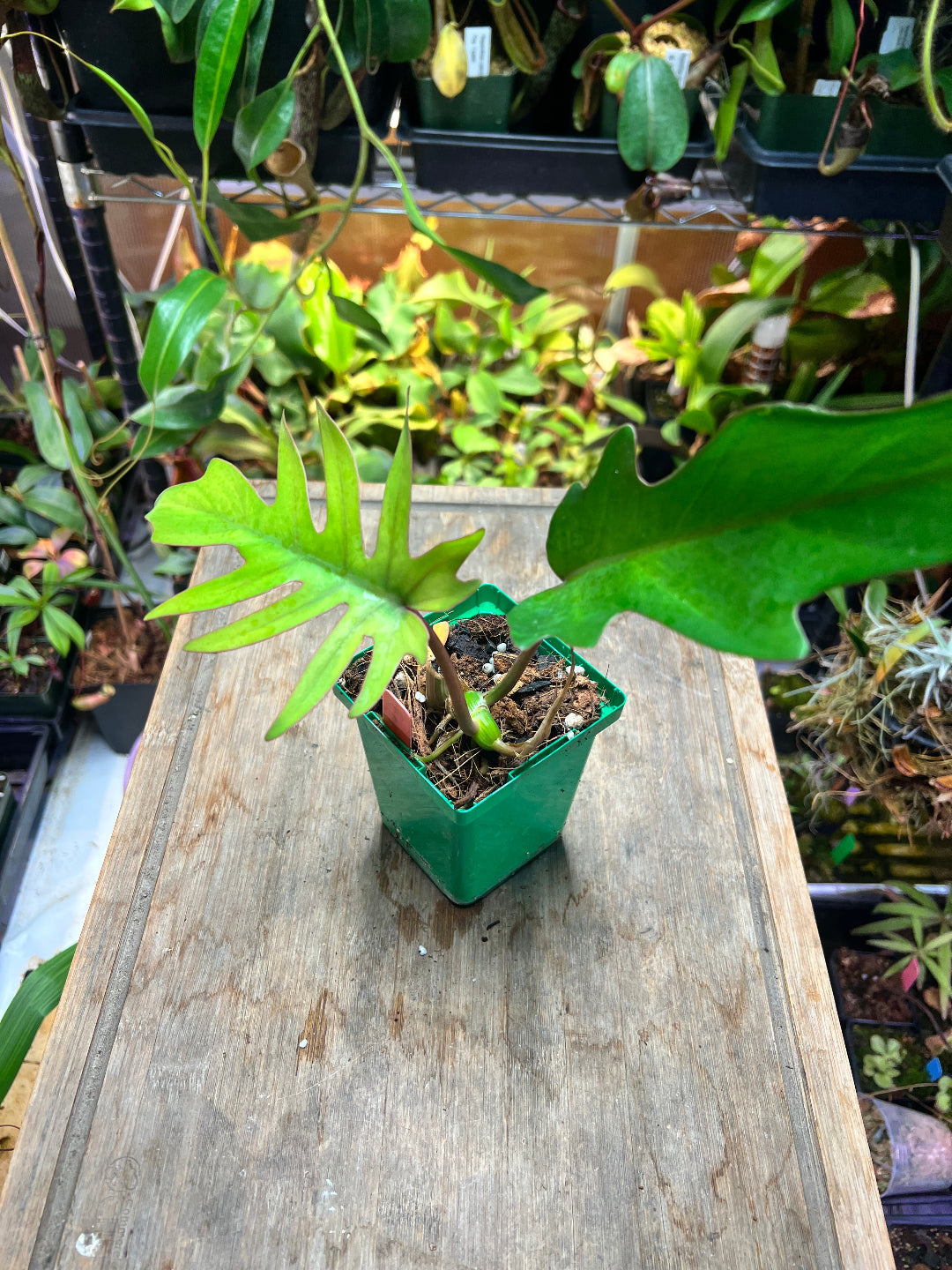 Philodendron mayoi