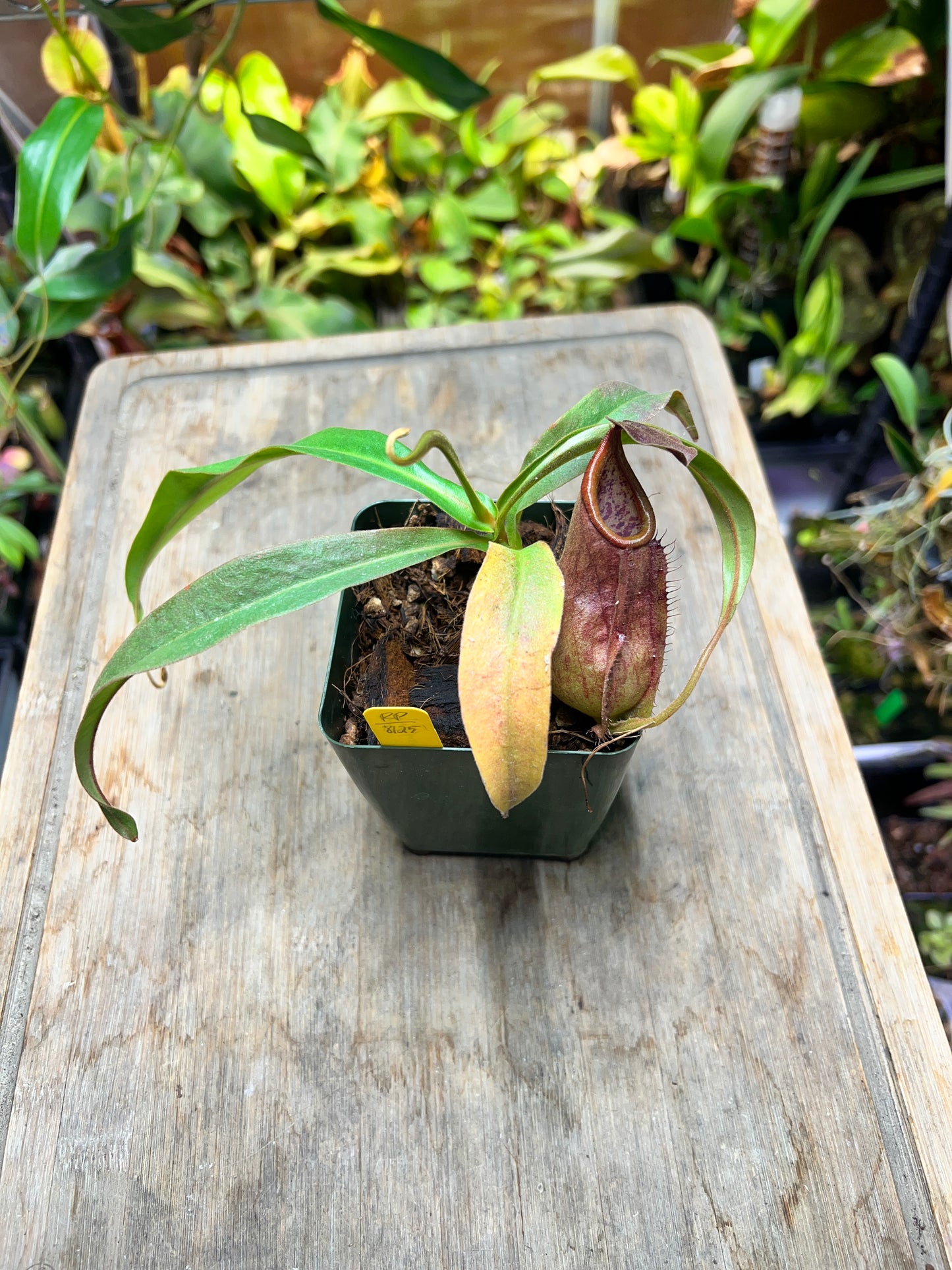 Nepenthes “Freebooter” - Cloud Forest Flora