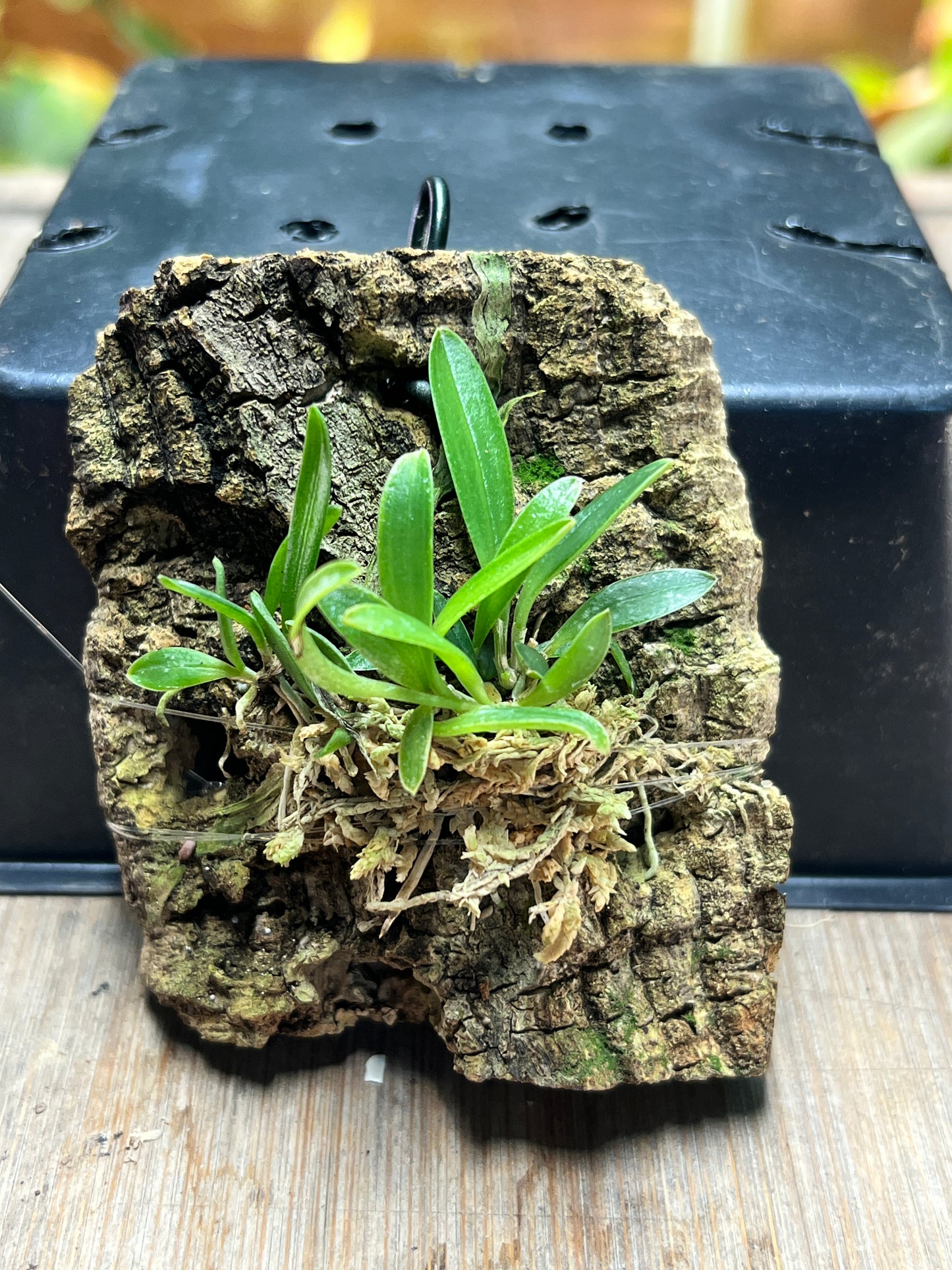Masdevallia discoidea