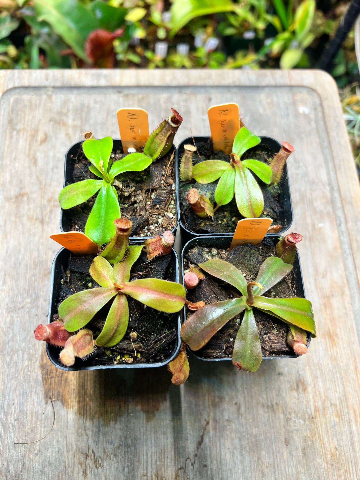 Nepenthes suratensis x veitchii KC-211