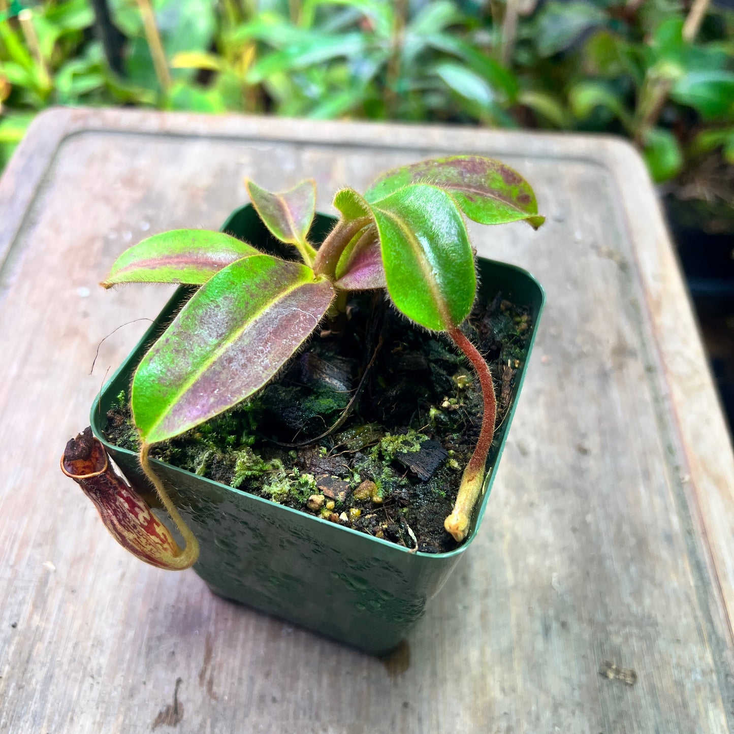 Nepenthes fallax - Bareo (AW-01) - Cloud Forest Flora