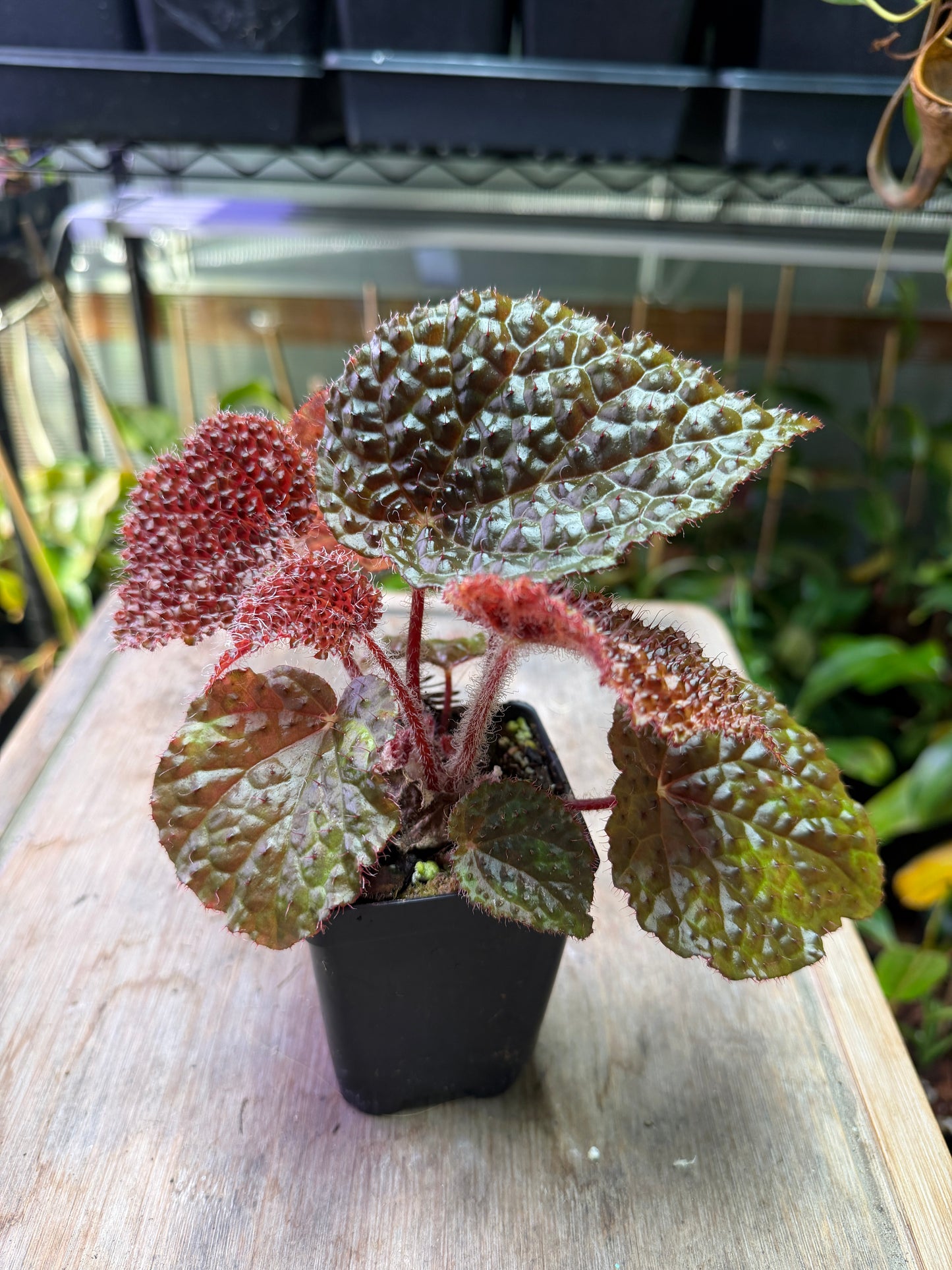 Begonia 'Steve's Leaves Texas Shield' - Cloud Forest Flora