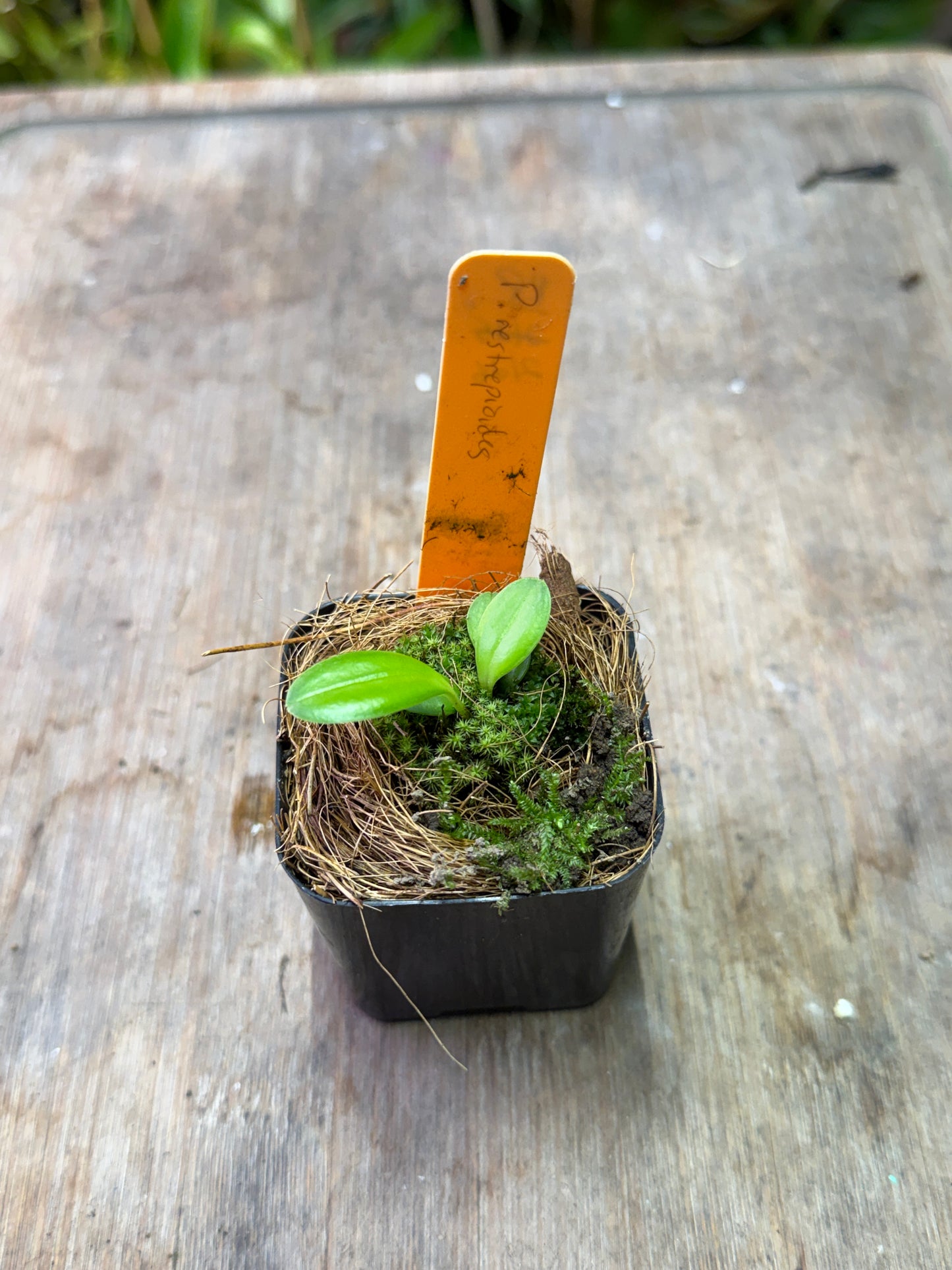 Pleurothallis restrepioides