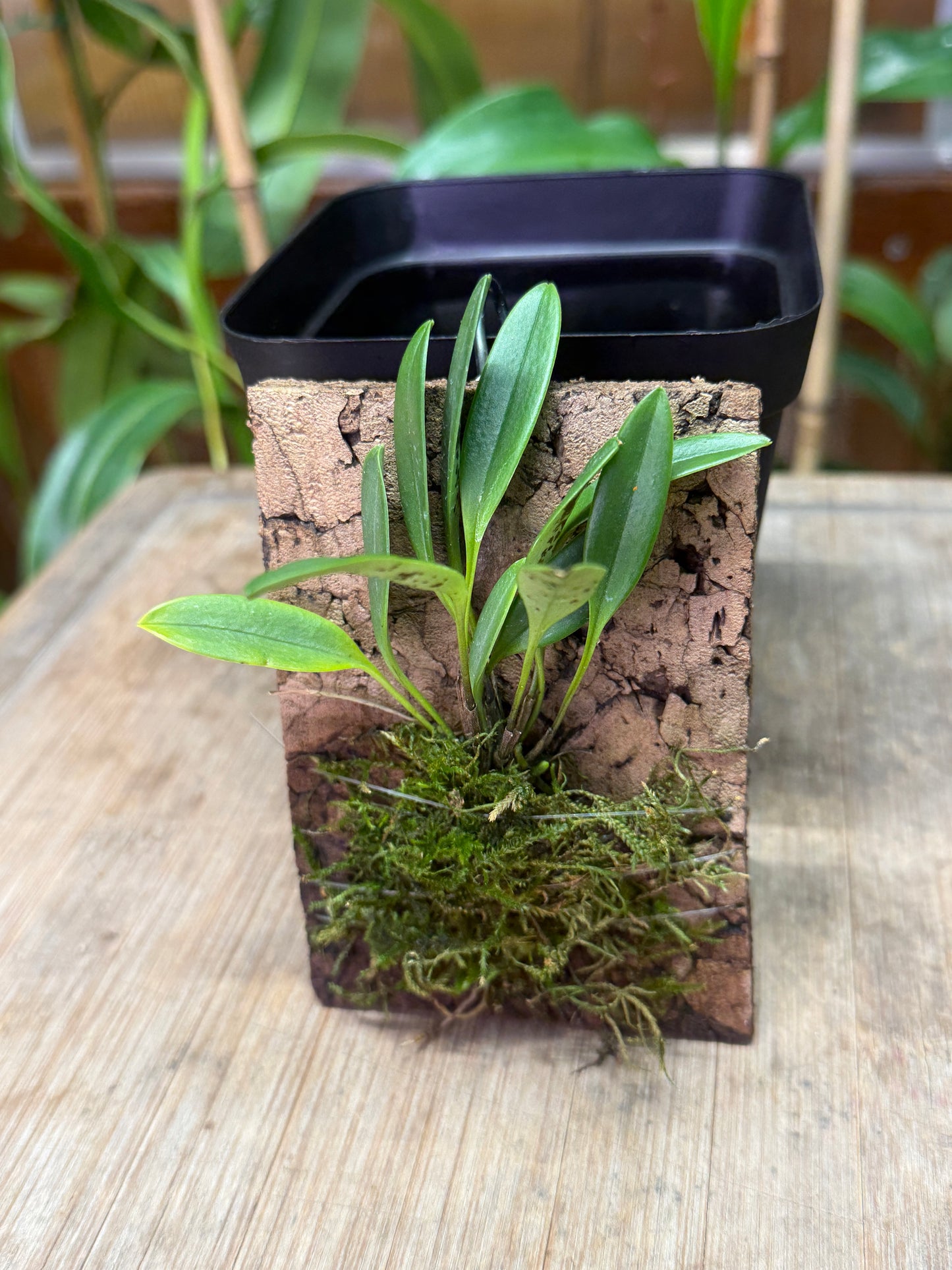 Masdevallia strobelii