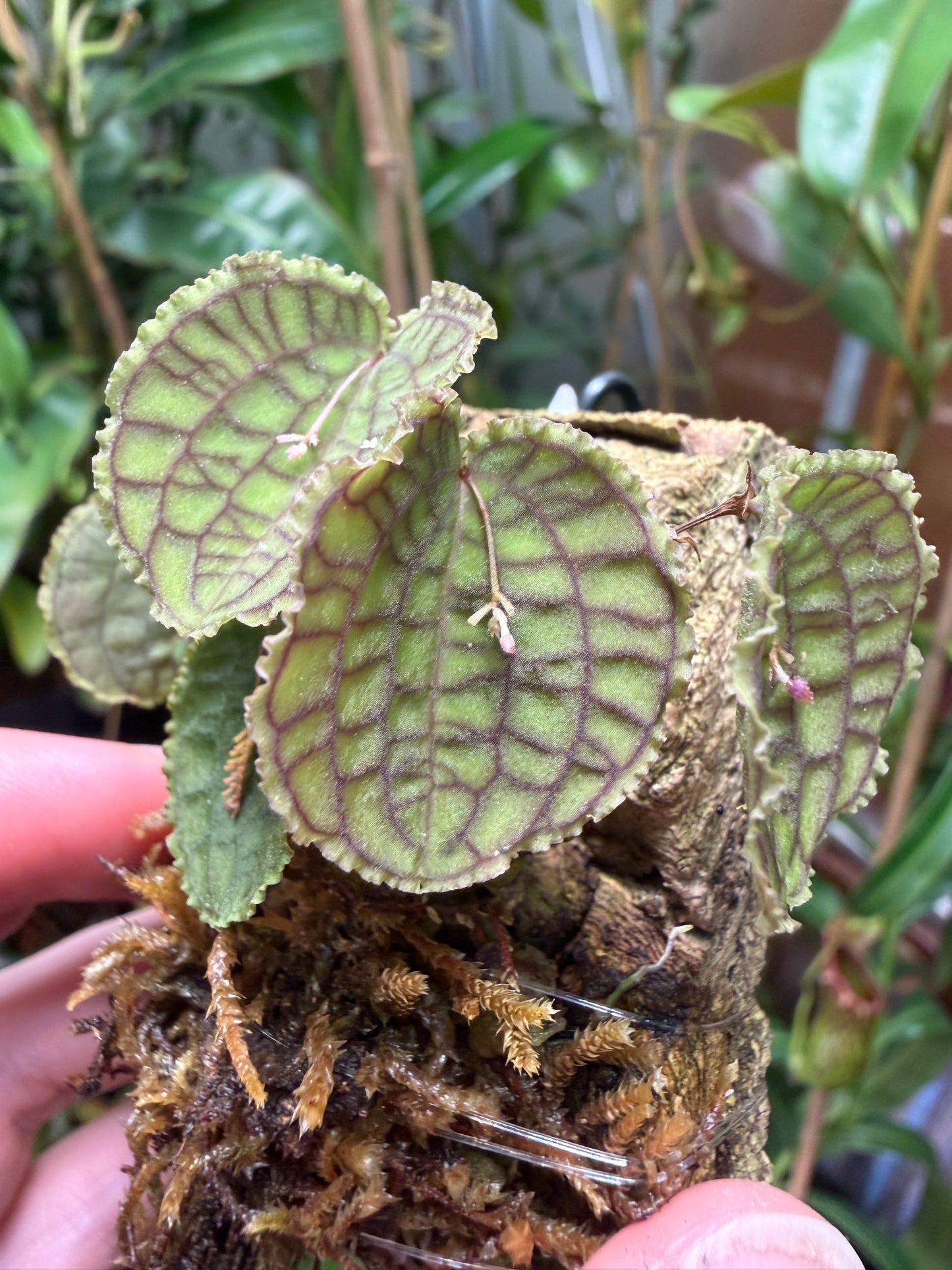Lepanthes tentaculata - Cloud Forest Flora