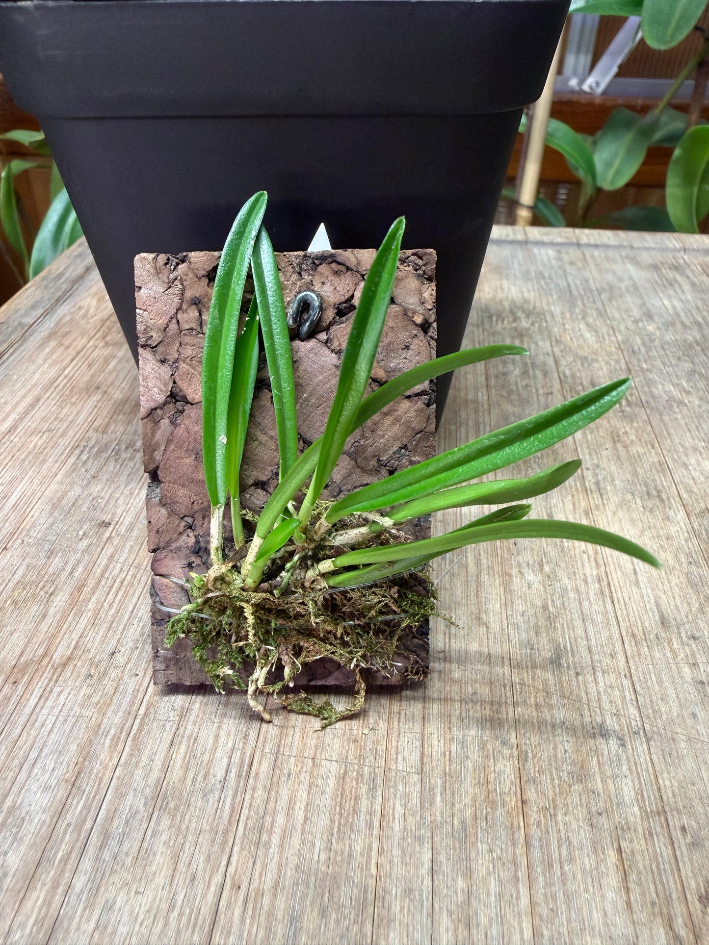 Dracula lotax - Cloud Forest Flora