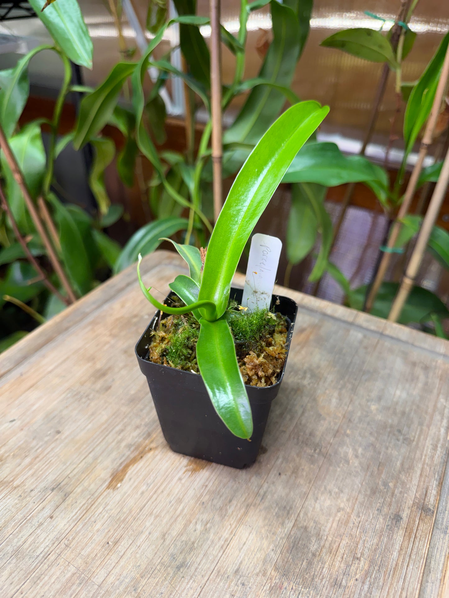 Nepenthes ventricosa var. alba “Porcelain” Longwood Gardens