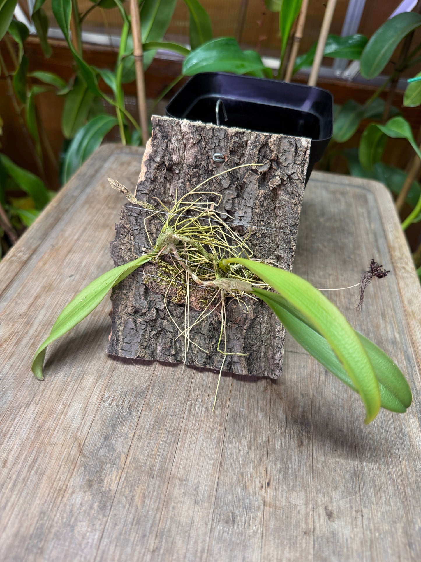 Bulbophyllum gracillimum