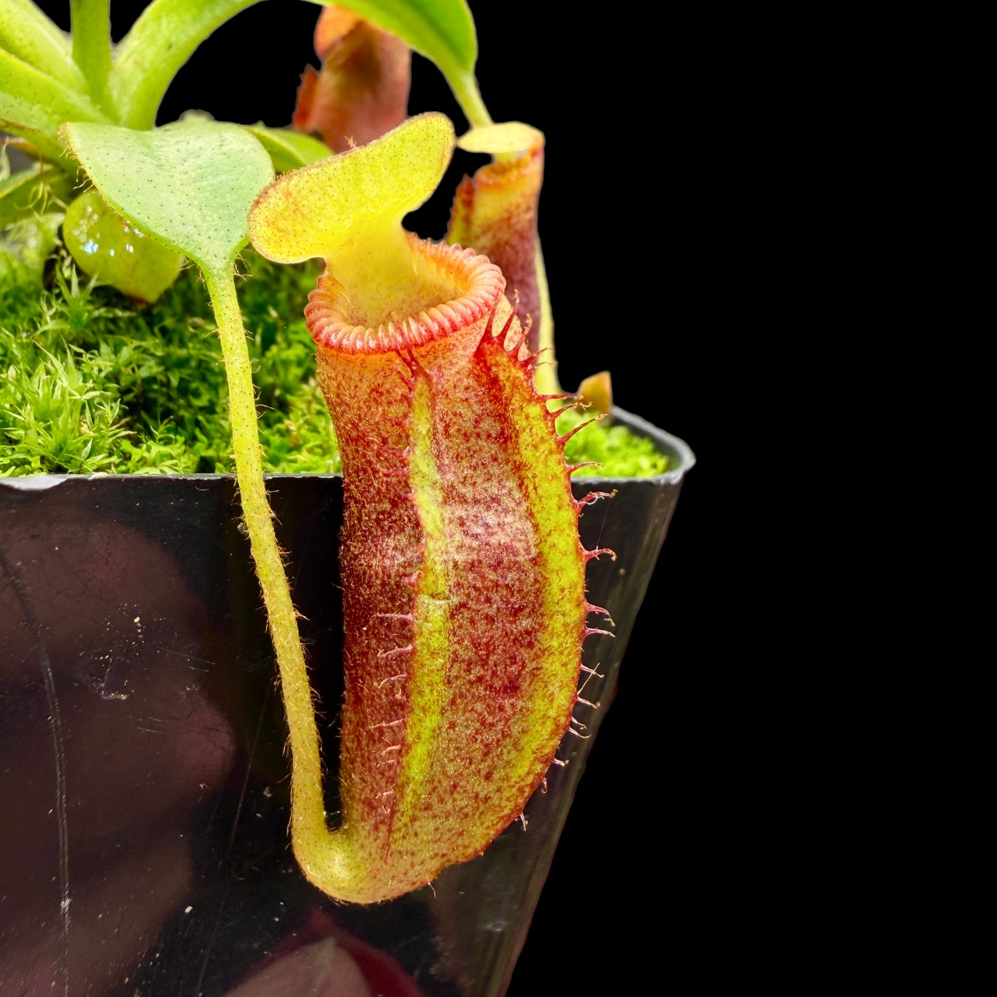 Nepenthes villosa Gng. Kinabalu BCP-N1434-03