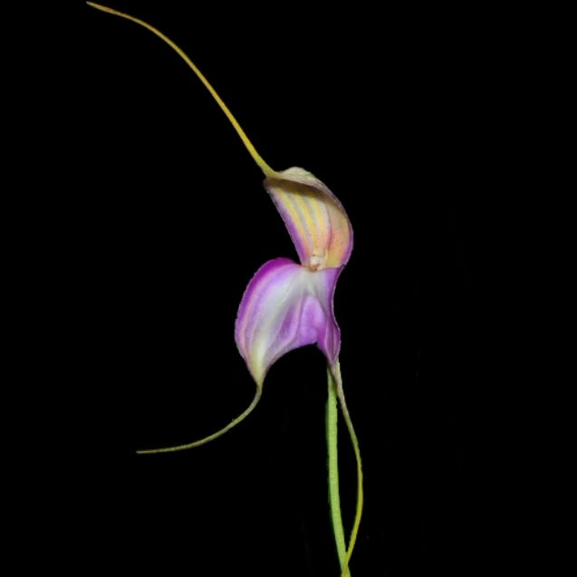 Masdevallia antonii - Cloud Forest Flora