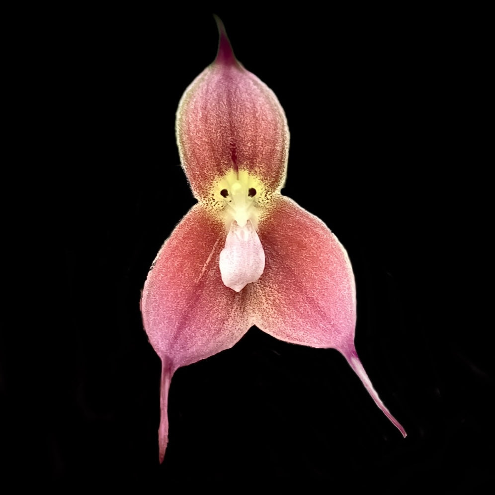 Dracula trichroma – Cloud Forest Flora