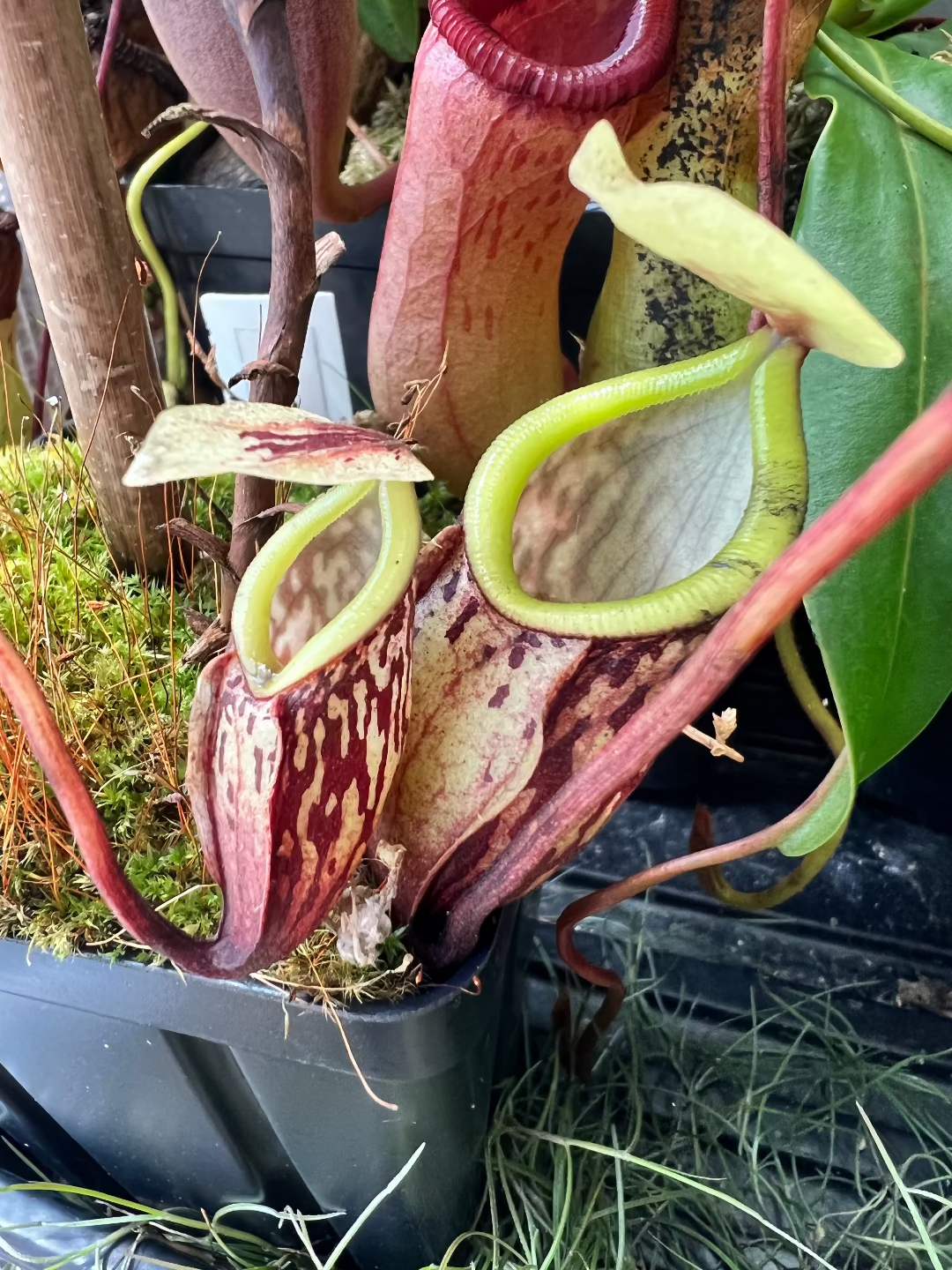 Nepenthes glabrata - Cloud Forest Flora