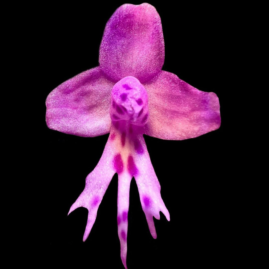 Stenoglottis Venus 'Jamboree' HCC/AOS - Cloud Forest Flora