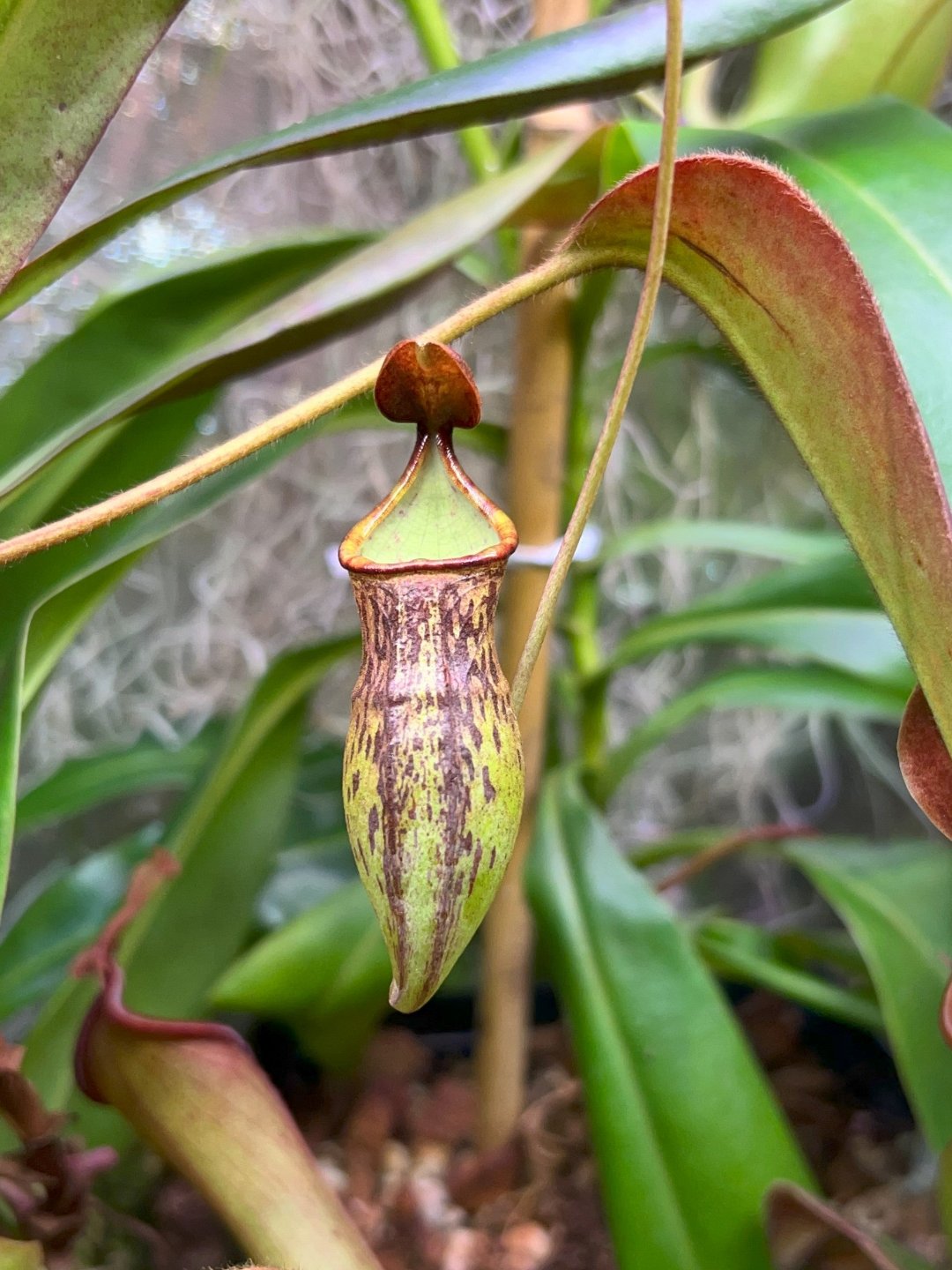 Nepenthes ceciliae BCP-N1720 - Cloud Forest Flora