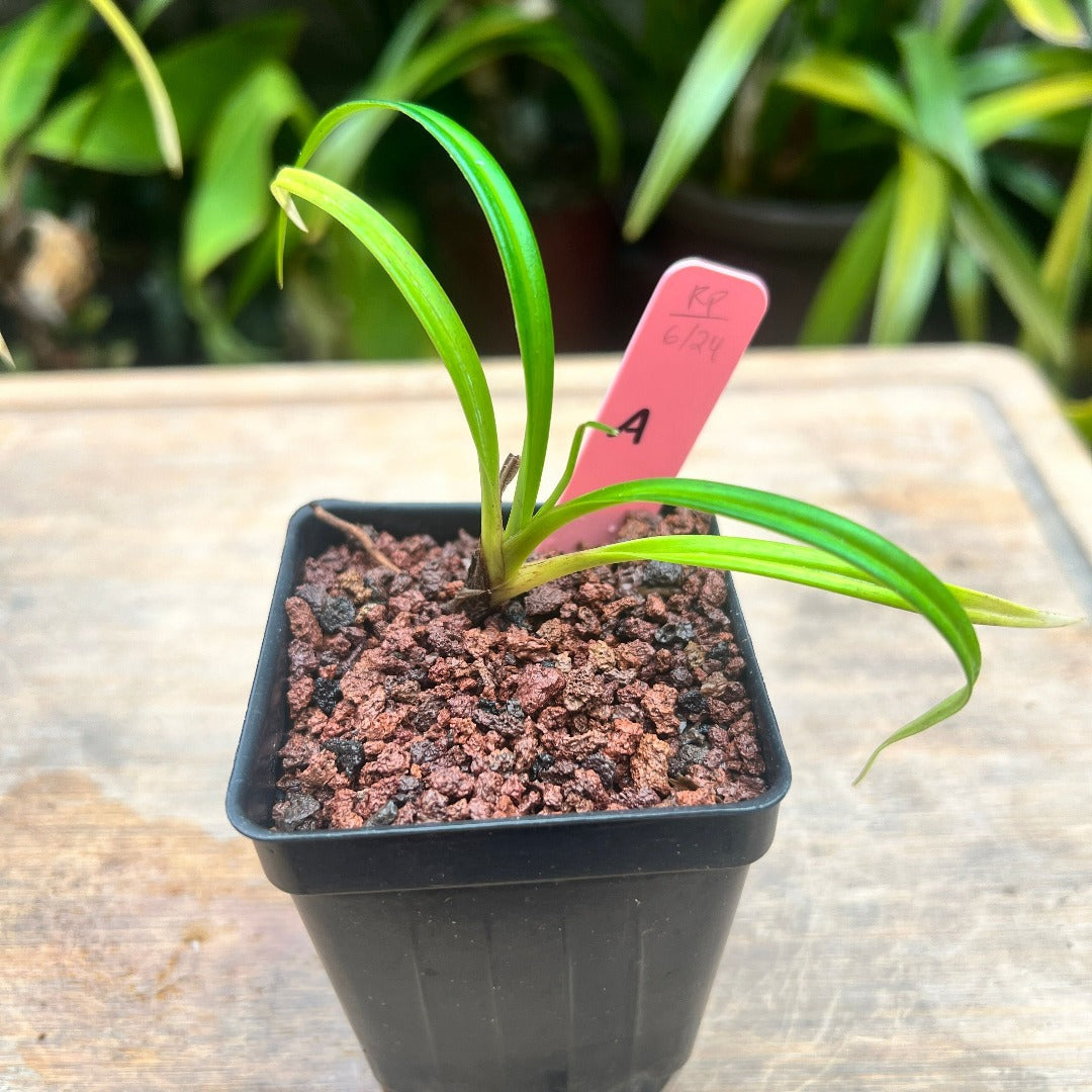 Phragmipedium pearcei - Cloud Forest Flora