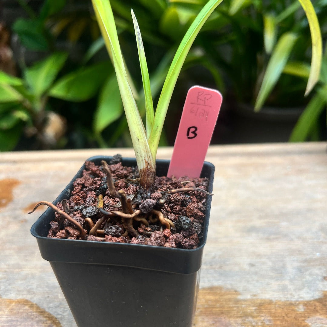 Phragmipedium pearcei - Cloud Forest Flora