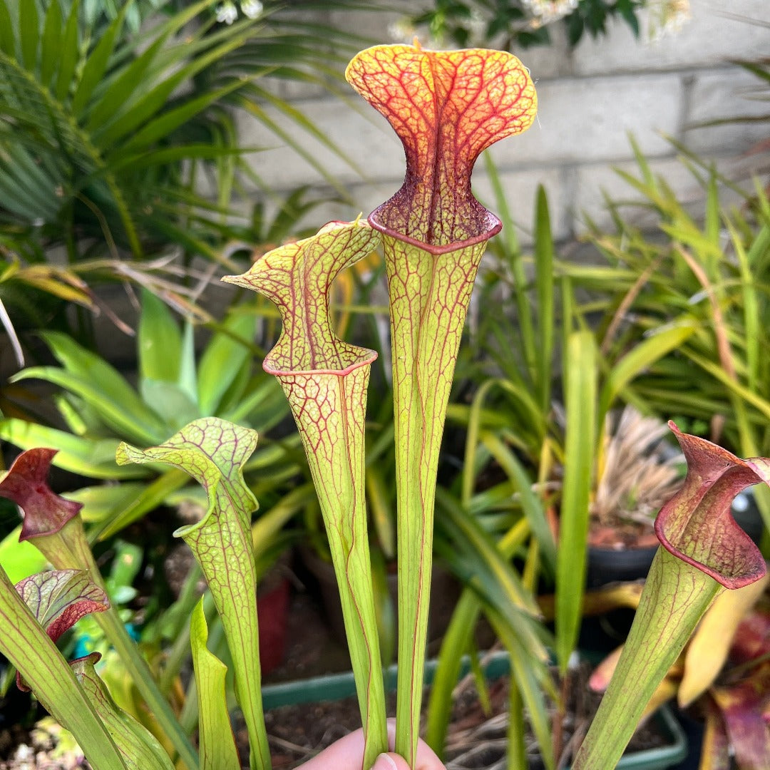 Sarracenia oreophylla x leucophylla - Cloud Forest Flora