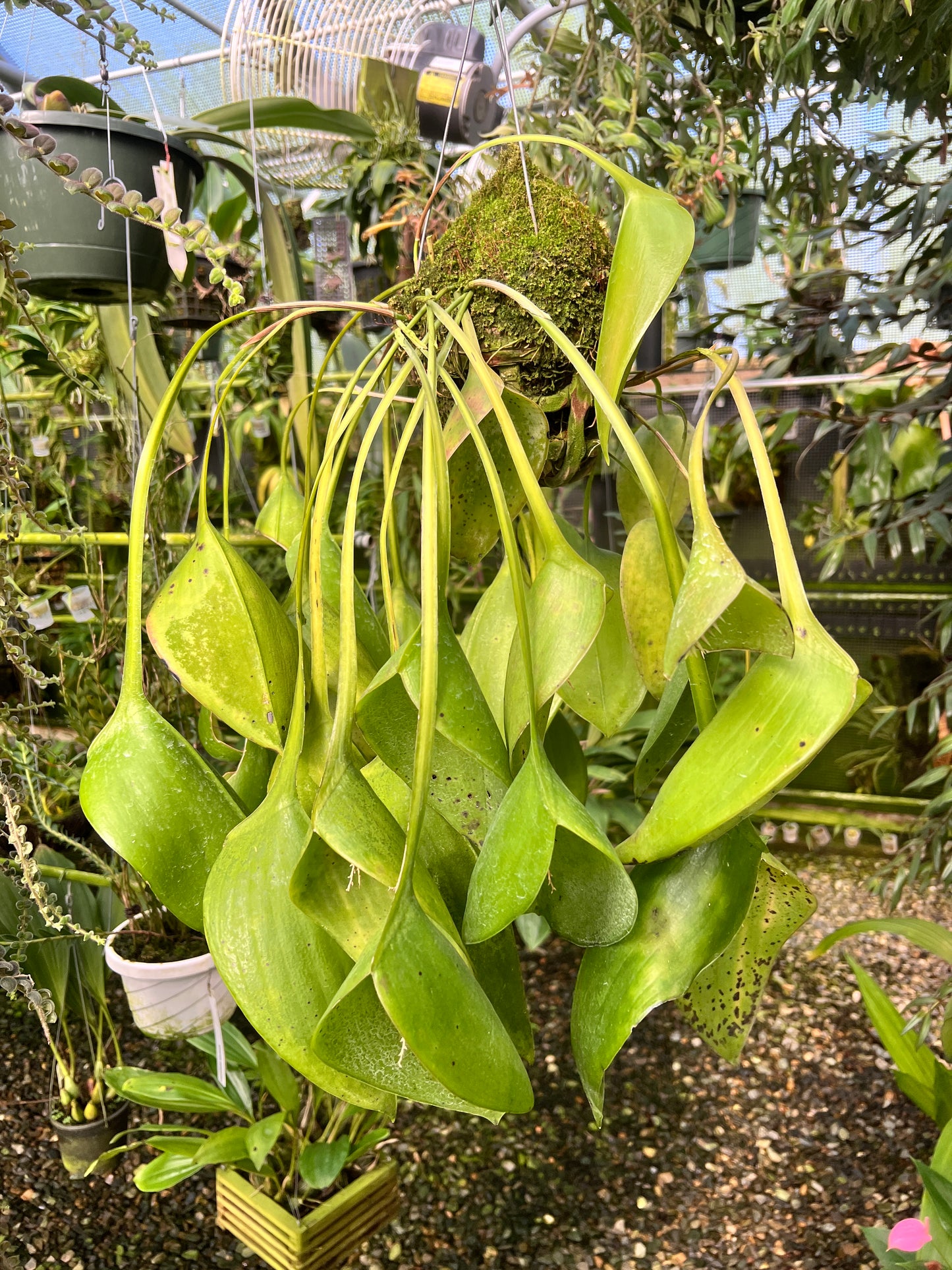 Pleurothallis pectinata - Cloud Forest Flora