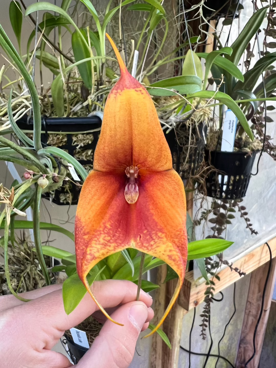Dracuvallia Lucifer - Cloud Forest Flora