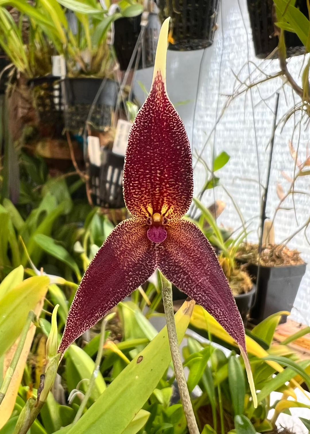 Dracula platycrater - Cloud Forest Flora
