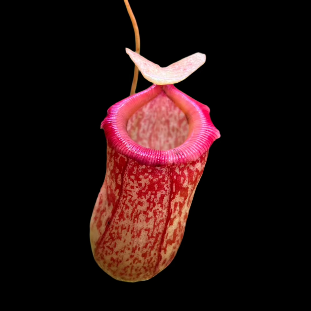 Nepenthes "Jungle Bells" - Cloud Forest Flora