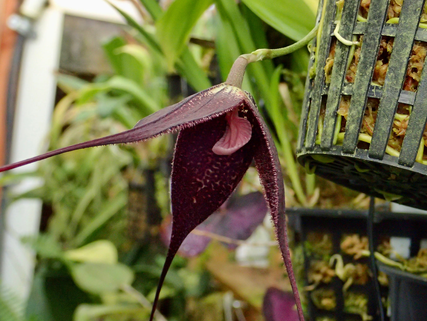 Dracula roezlii - Cloud Forest Flora