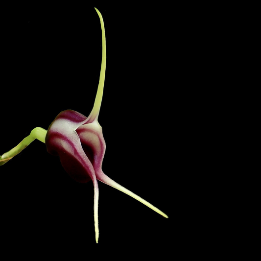 Masdevallia discoidea
