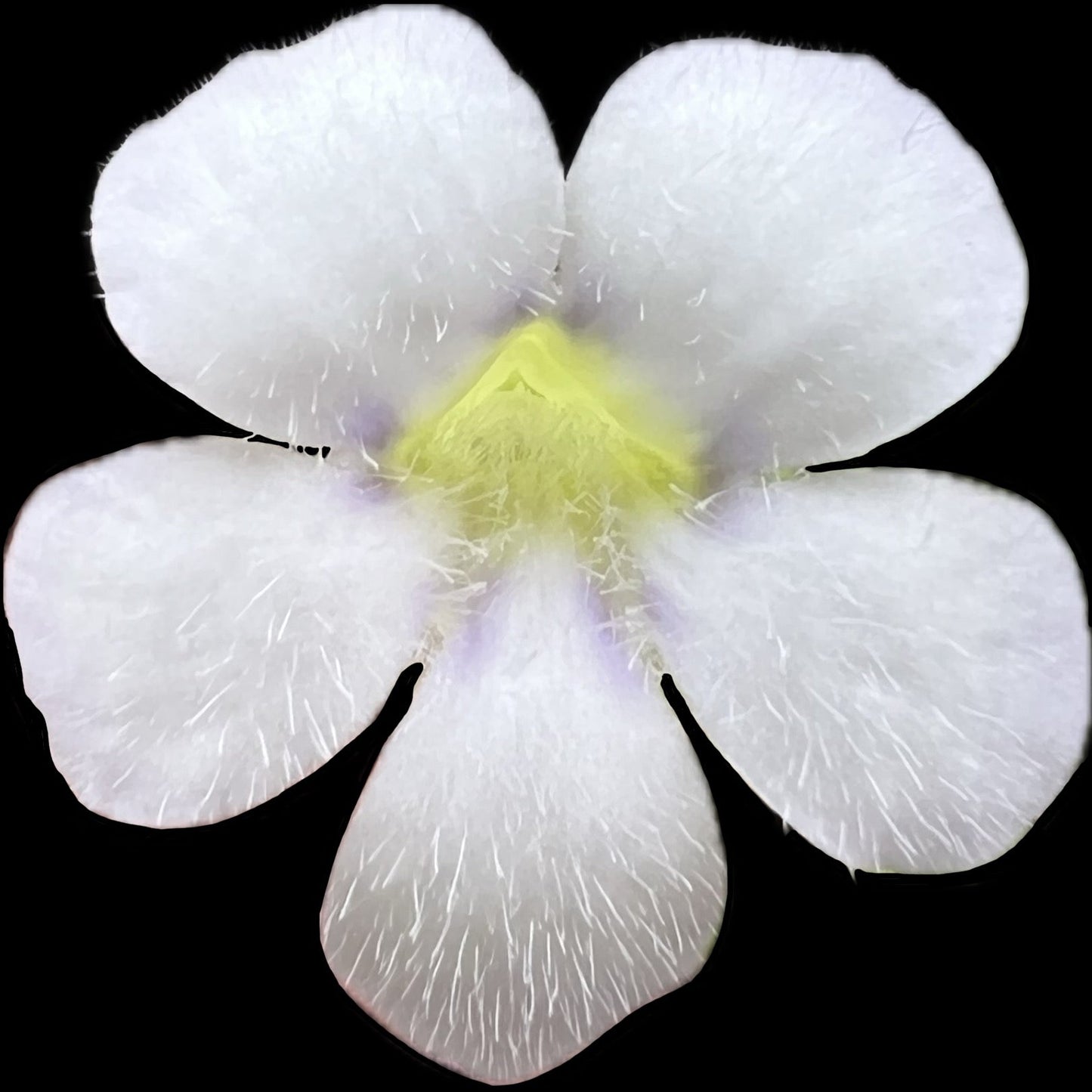 Pinguicula agnata El Lobo - Cloud Forest Flora