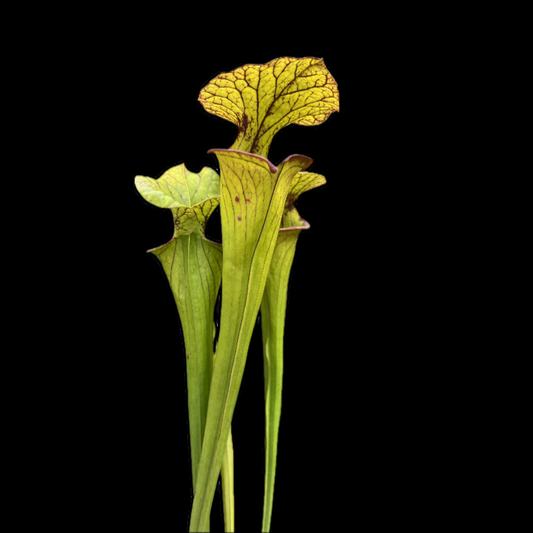 Sarracenia 'Saurus' x flava var. atropurpurea PF - Cloud Forest Flora