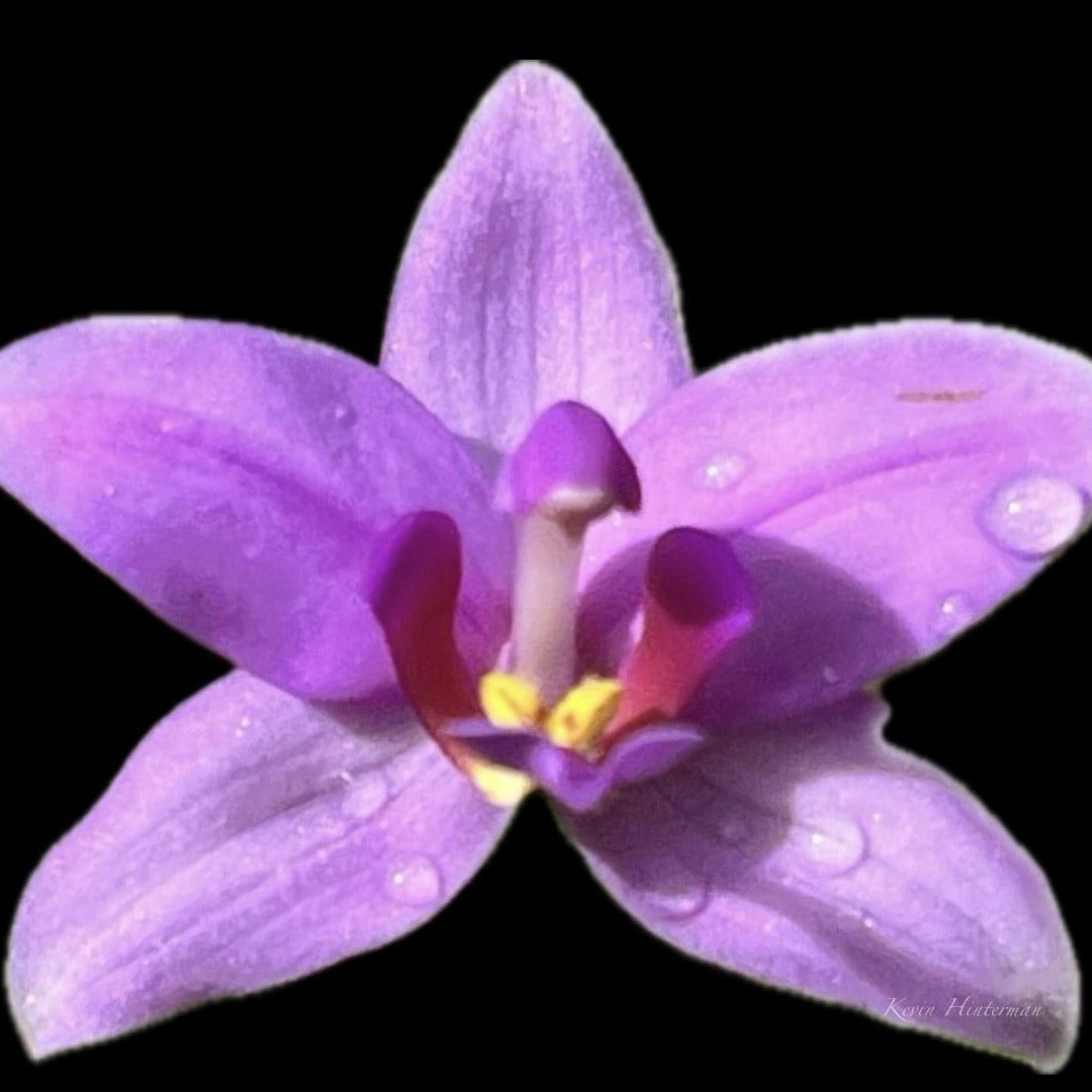 Spathoglottis plicata - Cloud Forest Flora