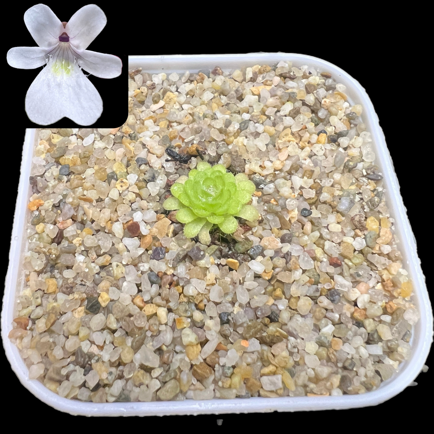 Pinguicula gracilis - Cloud Forest Flora