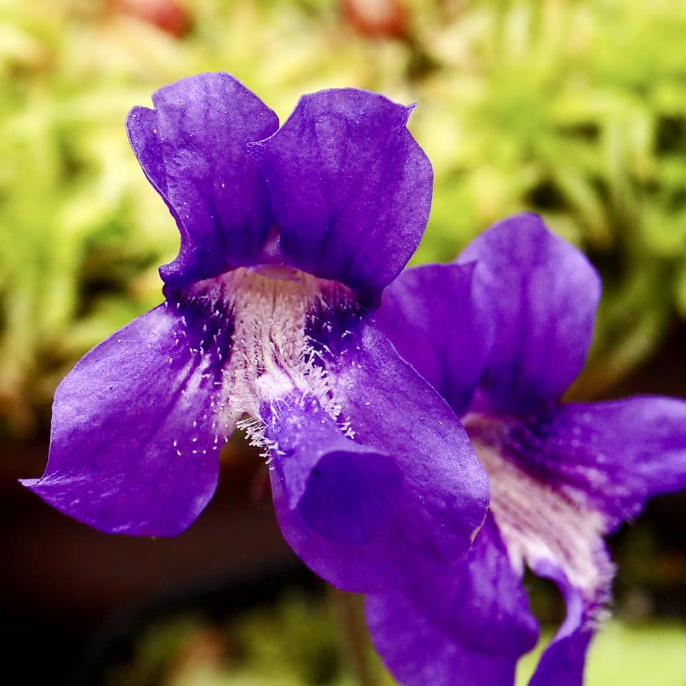 Pinguicula grandiflora (possibly x vulgaris) Gemmae - Cloud Forest Flora